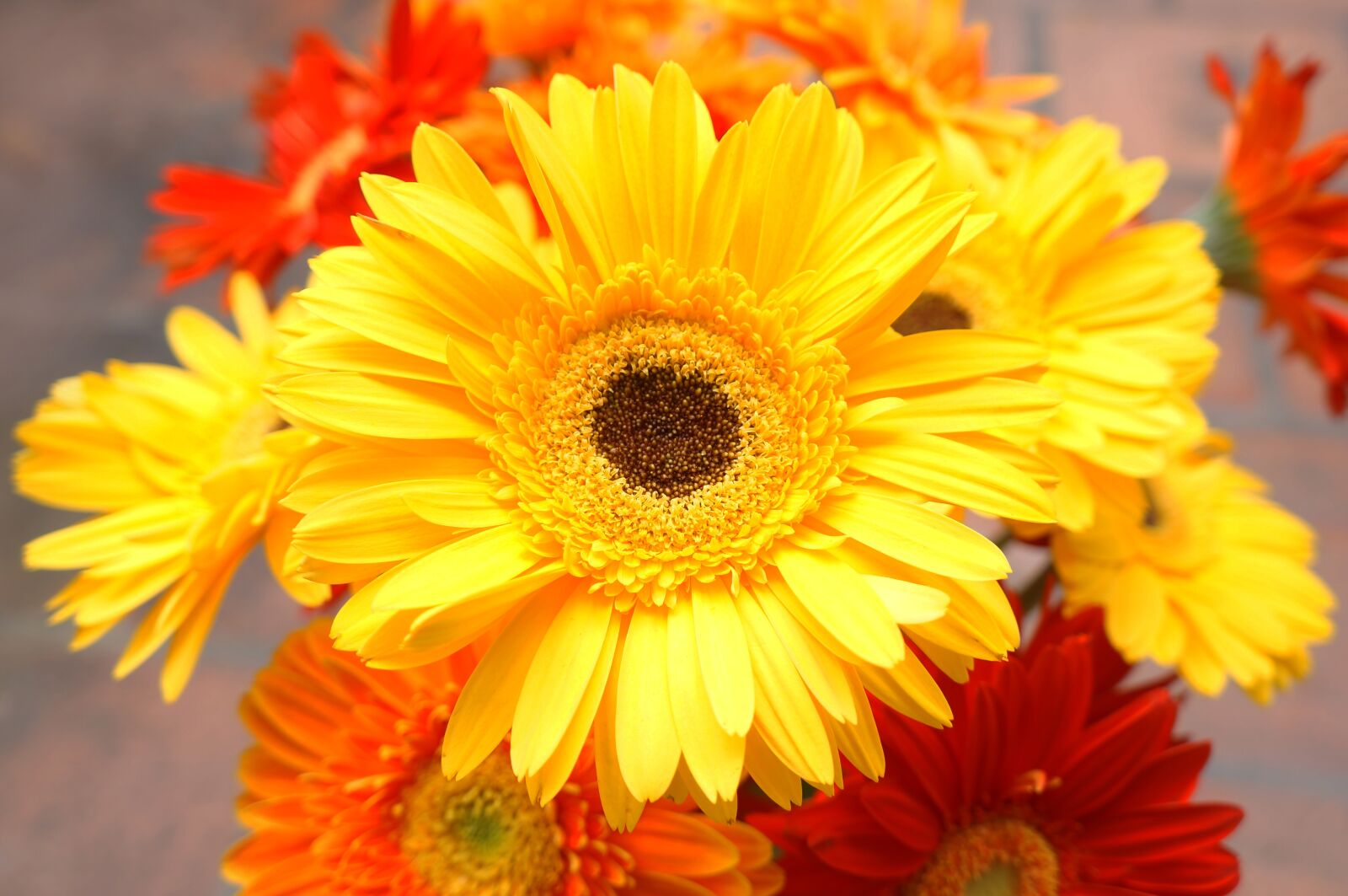 Sony Alpha NEX-F3 + Sony E 18-55mm F3.5-5.6 OSS sample photo. Chrysanthemum, yellow daisies, gerbera photography