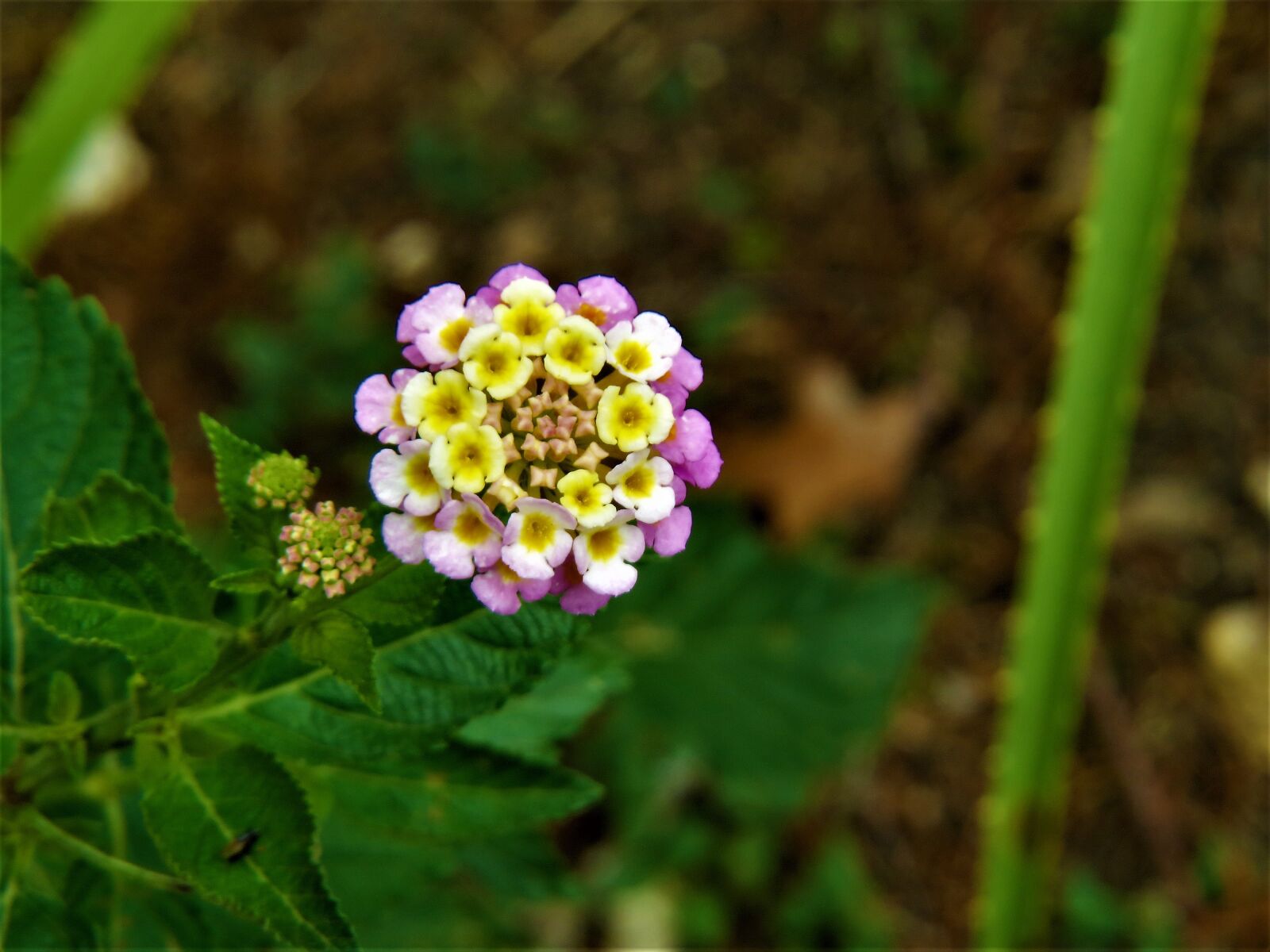 Canon PowerShot SX50 HS sample photo. Tiny flower, blue, yellow photography