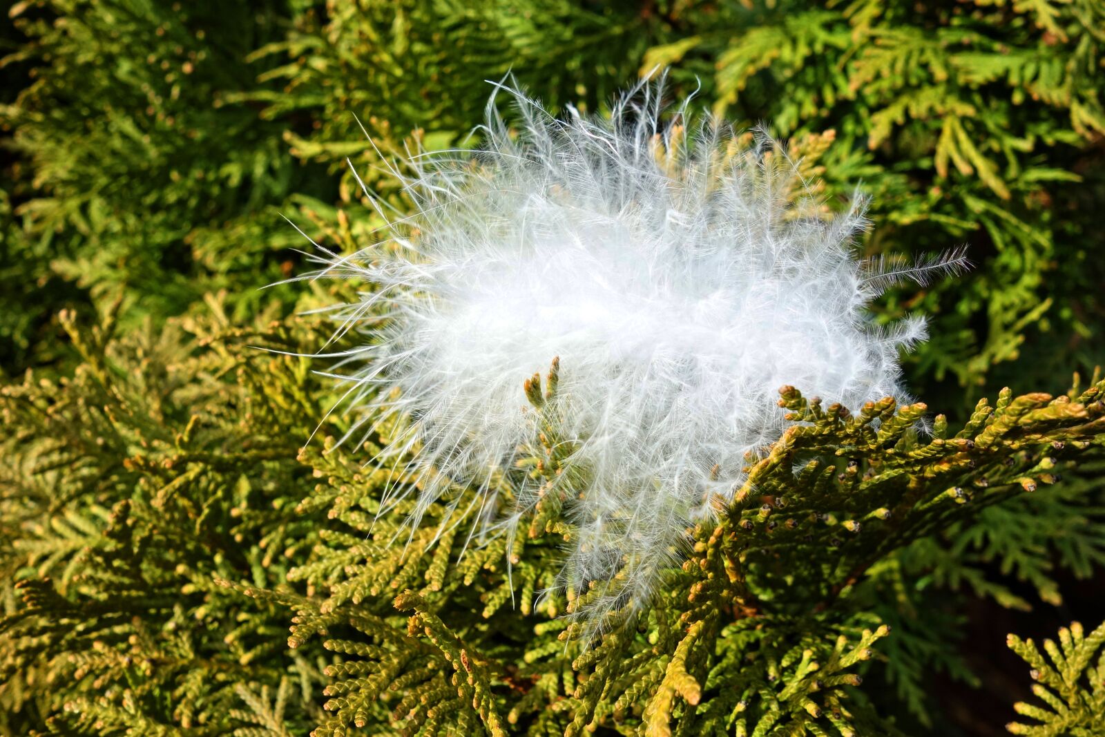 Sony Cyber-shot DSC-RX100 sample photo. Down, feather, down feather photography