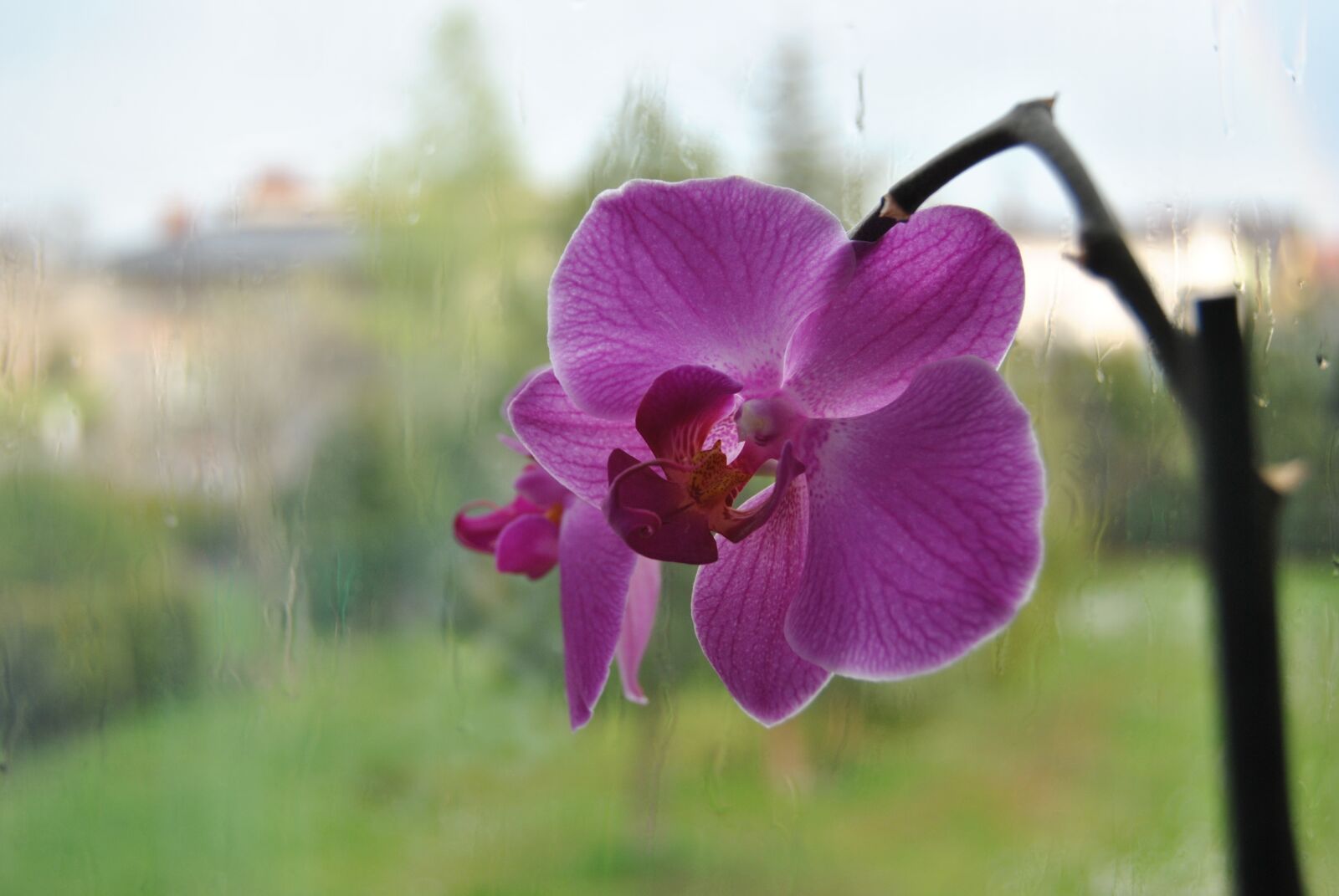 Nikon D3000 sample photo. Flower, rain, spring photography