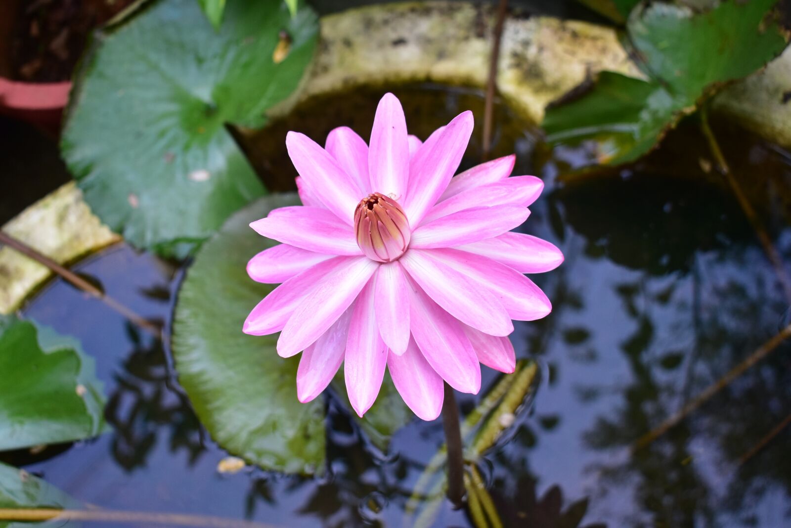 Nikon D3400 sample photo. Water lily, nature, flower photography