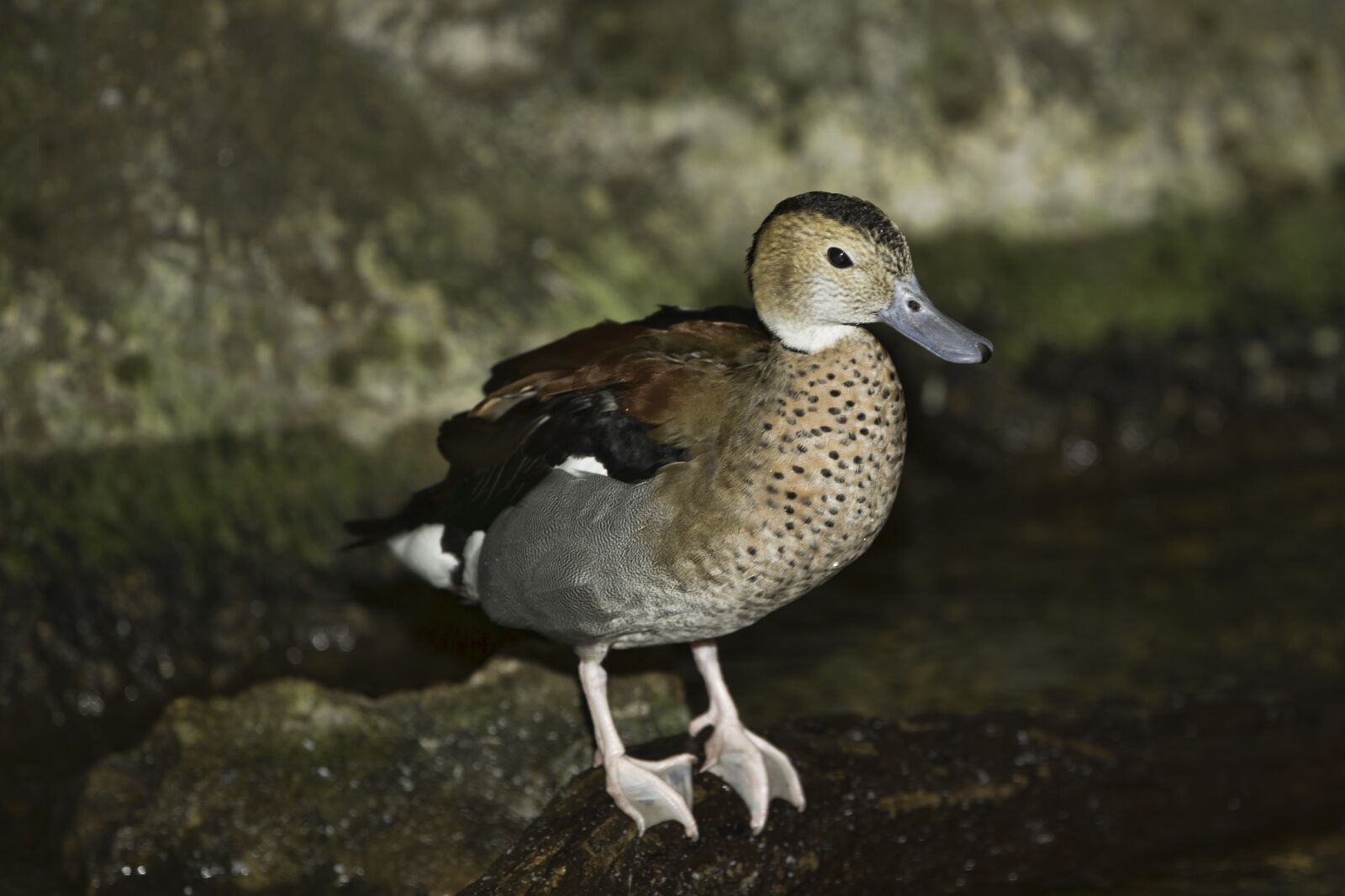 Canon EOS-1D X + Canon EF 70-200mm F2.8L IS II USM sample photo. Duck, bird, summer duck photography