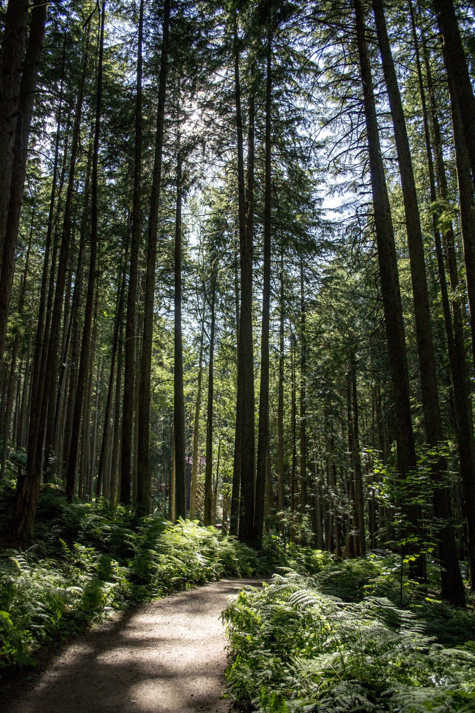 Nikon D3100 sample photo. Forest, path, magic photography