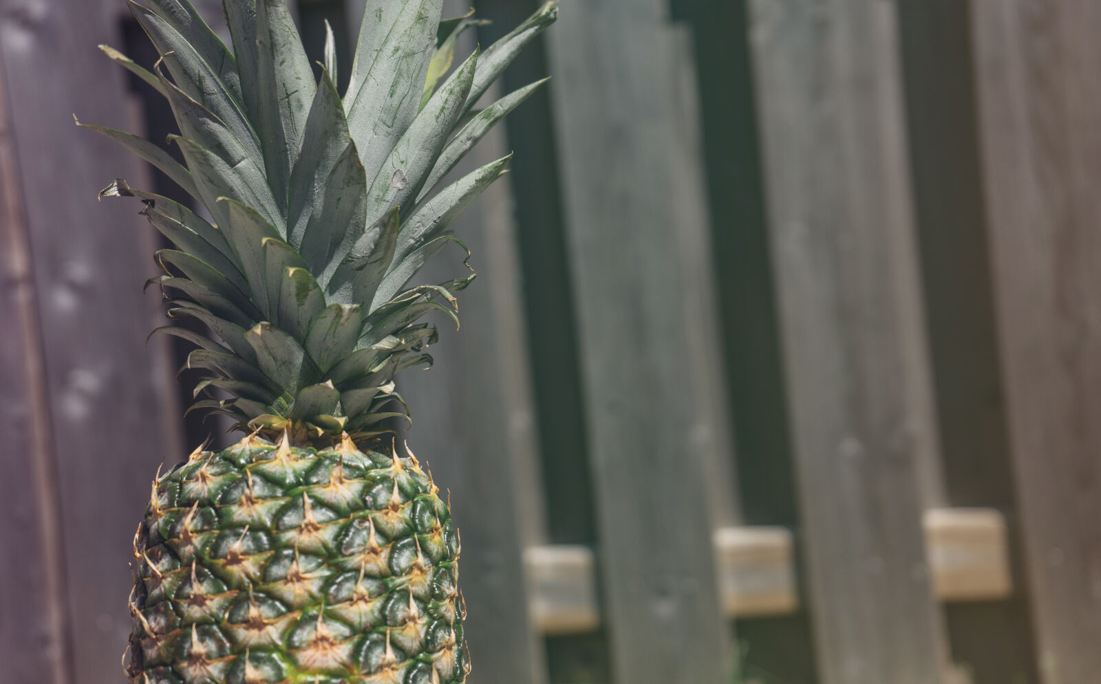 Sony a7 II + Sony FE 28-70mm F3.5-5.6 OSS sample photo. Fence, fruit, pineapple, summer photography