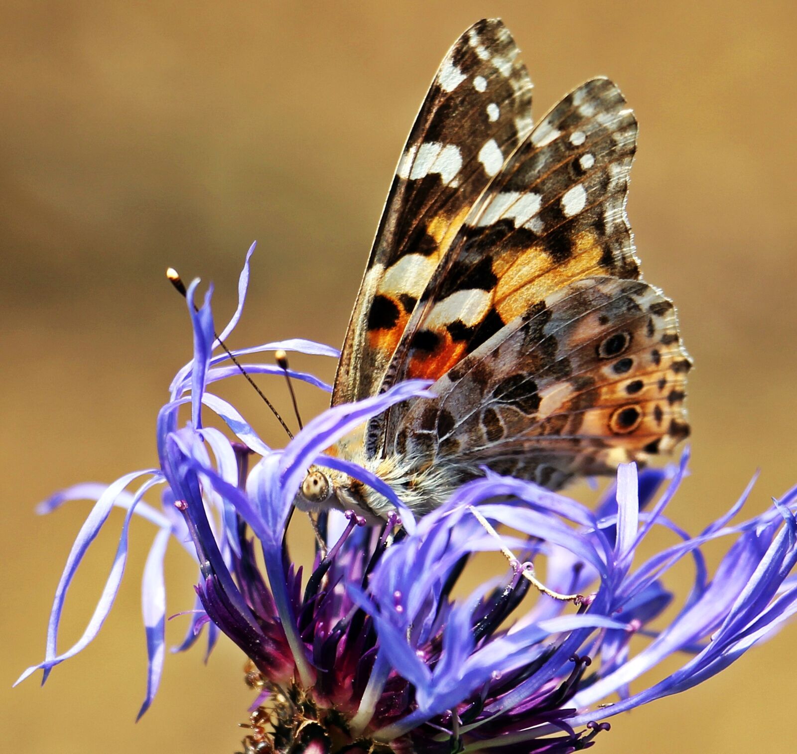 Canon EOS 550D (EOS Rebel T2i / EOS Kiss X4) sample photo. Butterfly, cornflower, ants photography