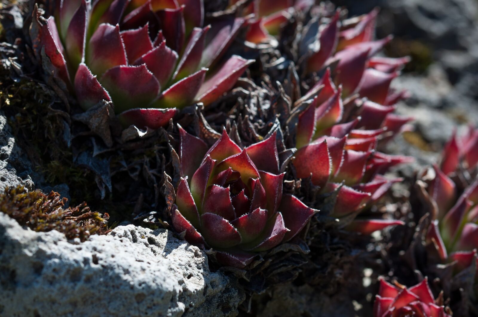 Nikon D90 sample photo. Houseleek, plant, reddish photography