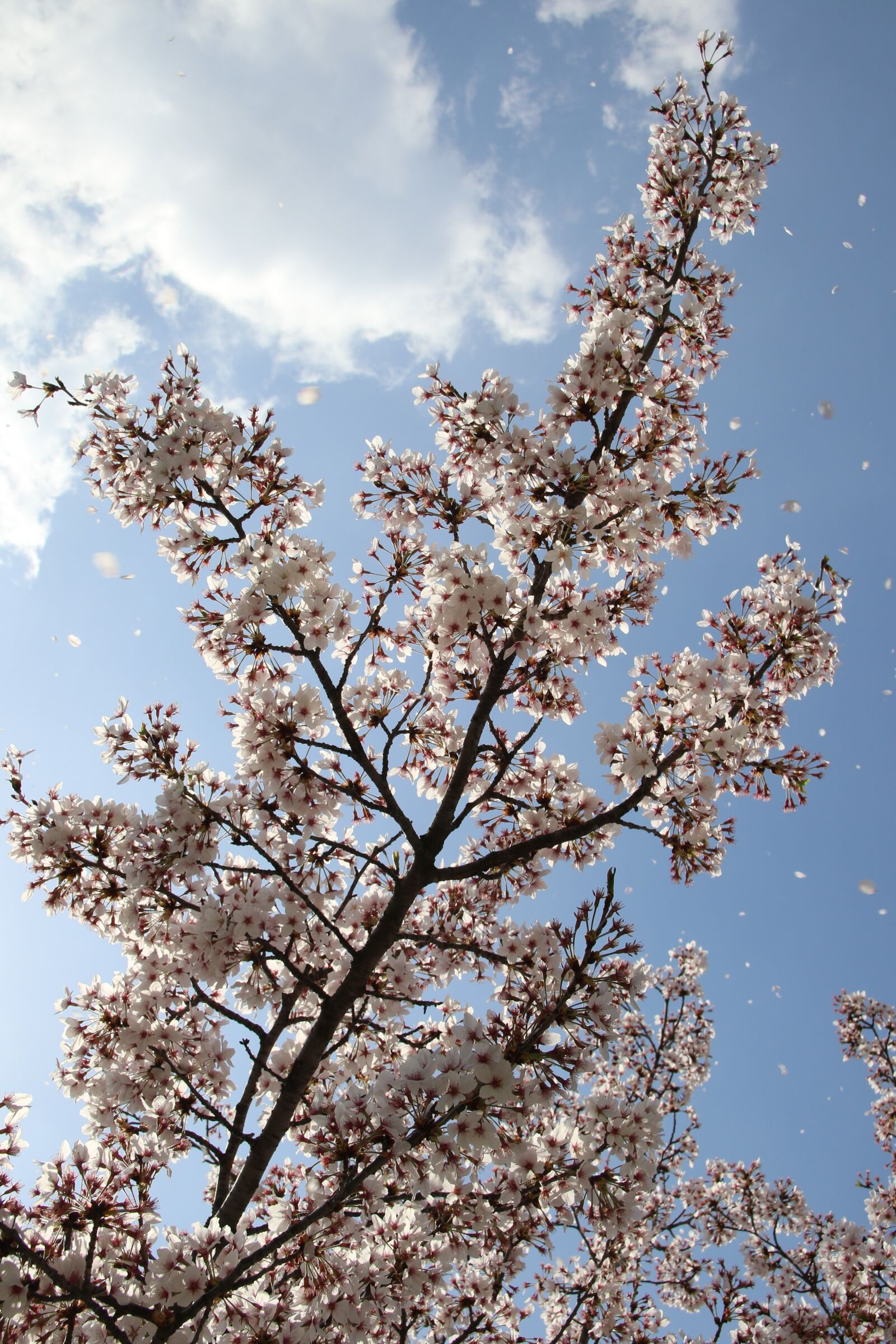 Canon EOS 7D Mark II sample photo. Cherry blossom, april, spring photography