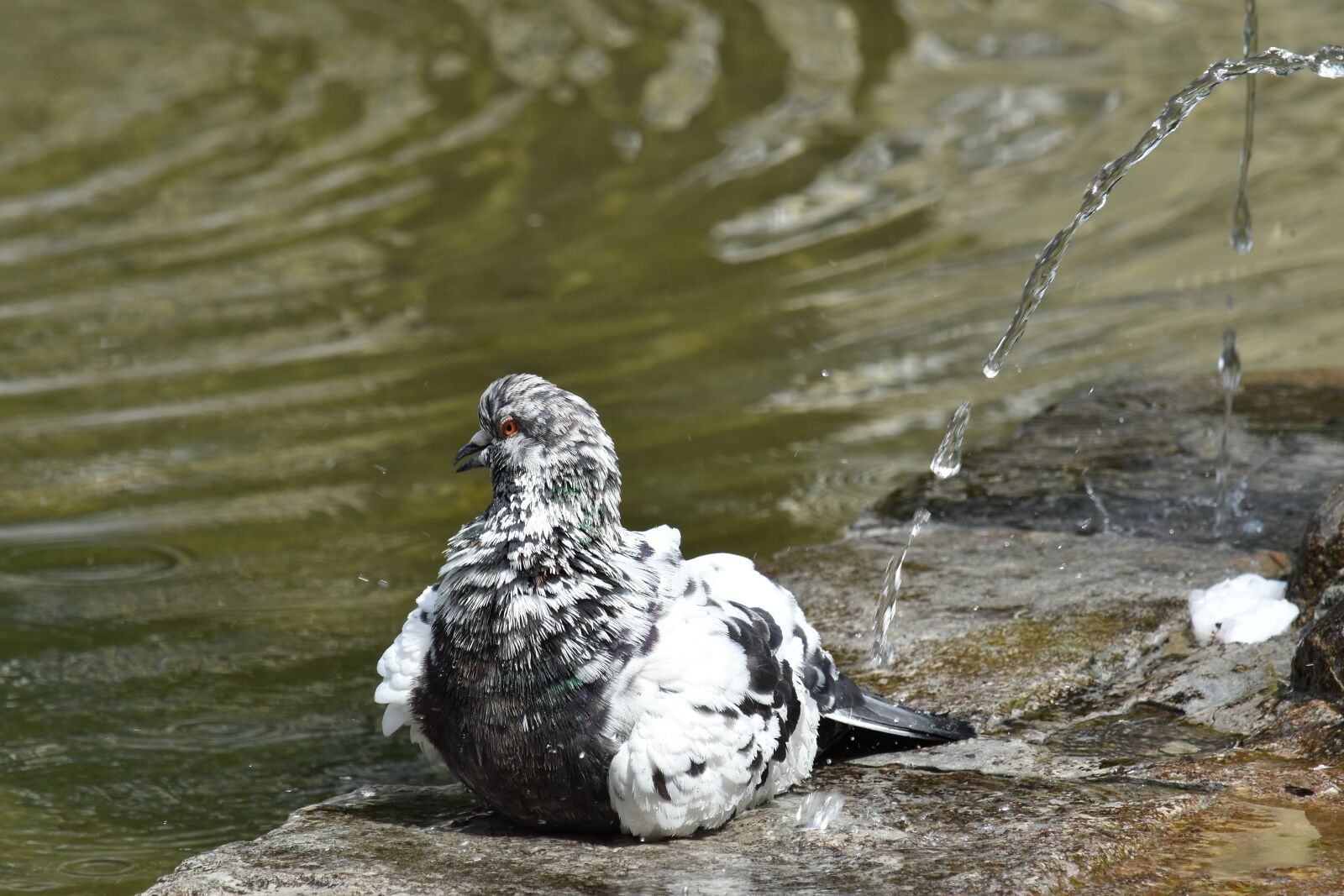 Nikon D5500 sample photo. Fountain, pigeon, water, nature photography