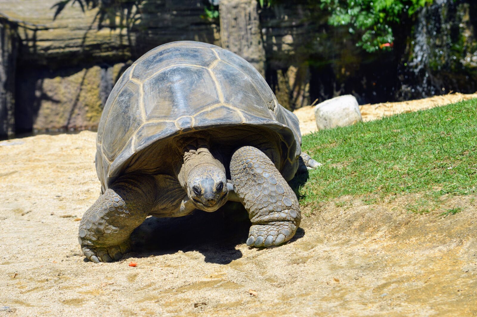 Nikon D3200 sample photo. Turtle, tortoise, nature photography