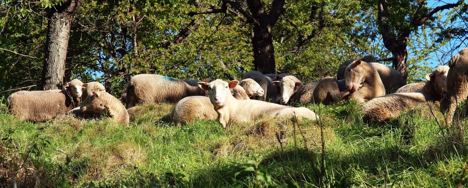 Olympus E-30 sample photo. Sheep, flock, flock of photography