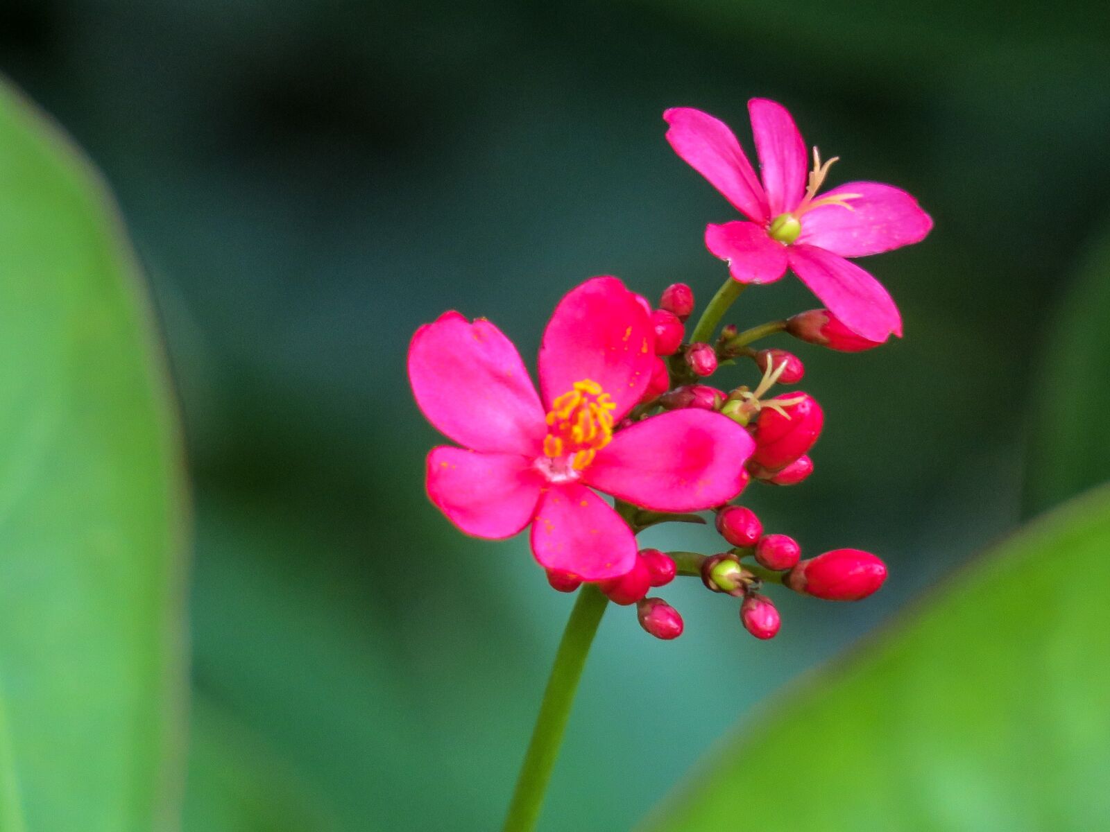 Canon PowerShot G3 X sample photo. Plant, nature, flower photography