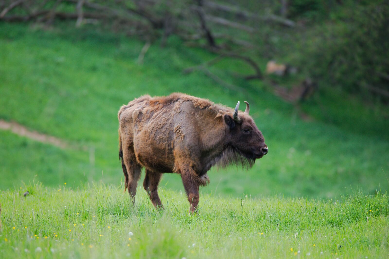 Canon EOS 6D sample photo. Grass, mammal, animal photography