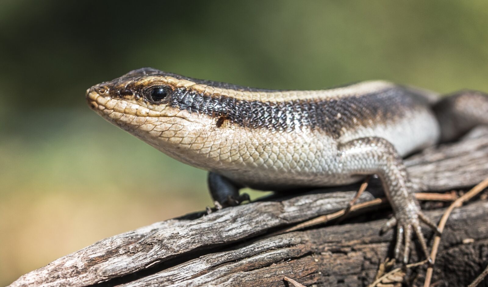 Nikon D750 sample photo. Animal, cold blooded, lizard photography