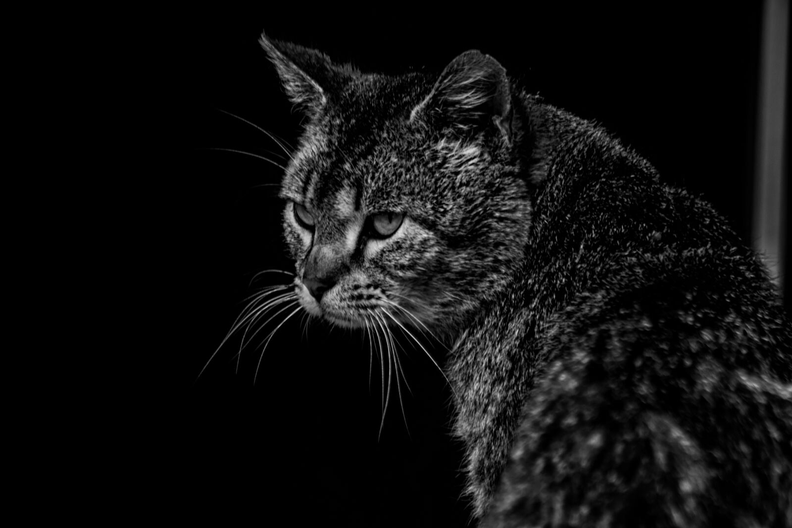Nikon D3300 sample photo. Cat, cute, portrait photography
