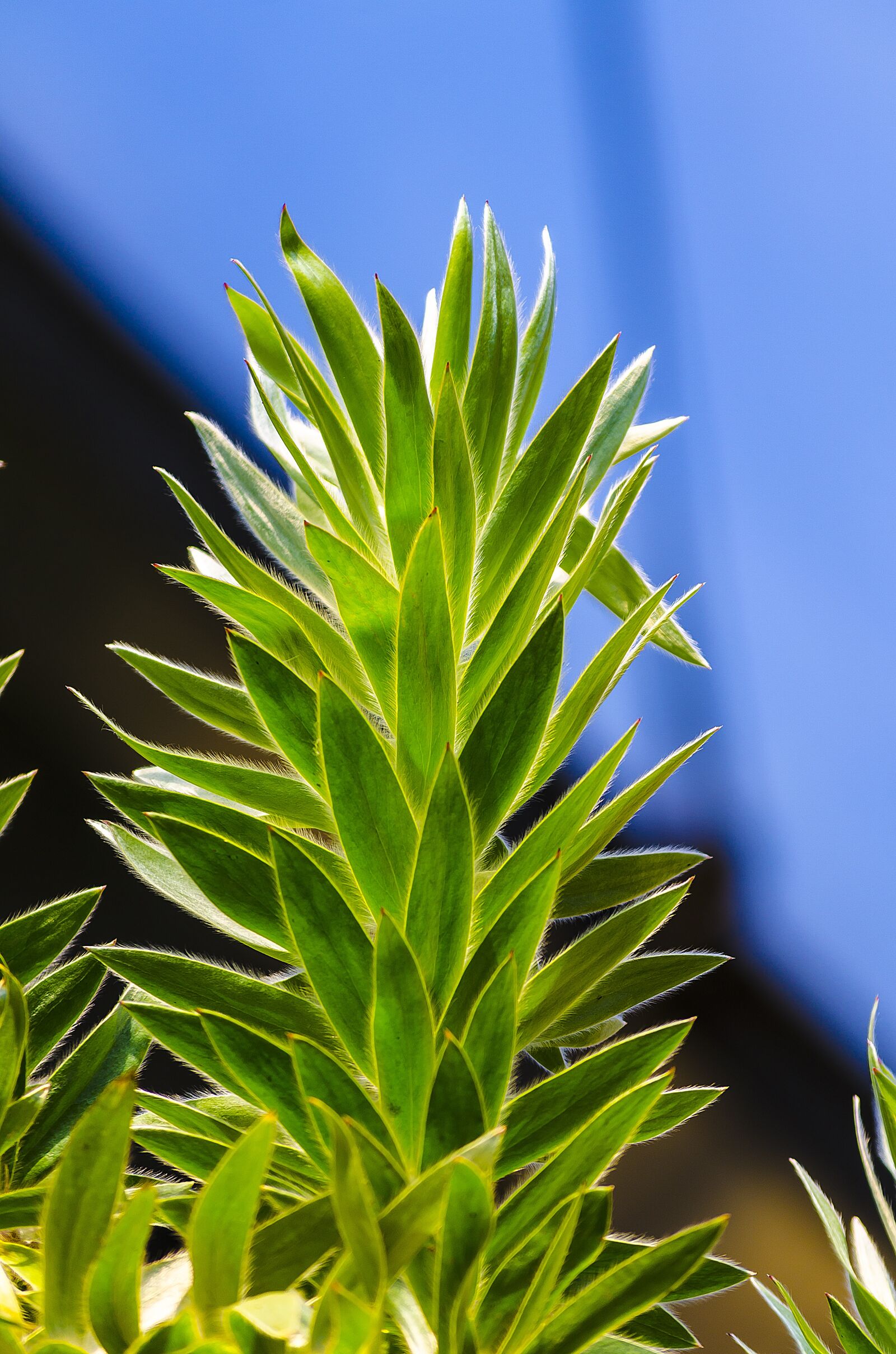 Nikon D7000 sample photo. Plant, nature, bush photography