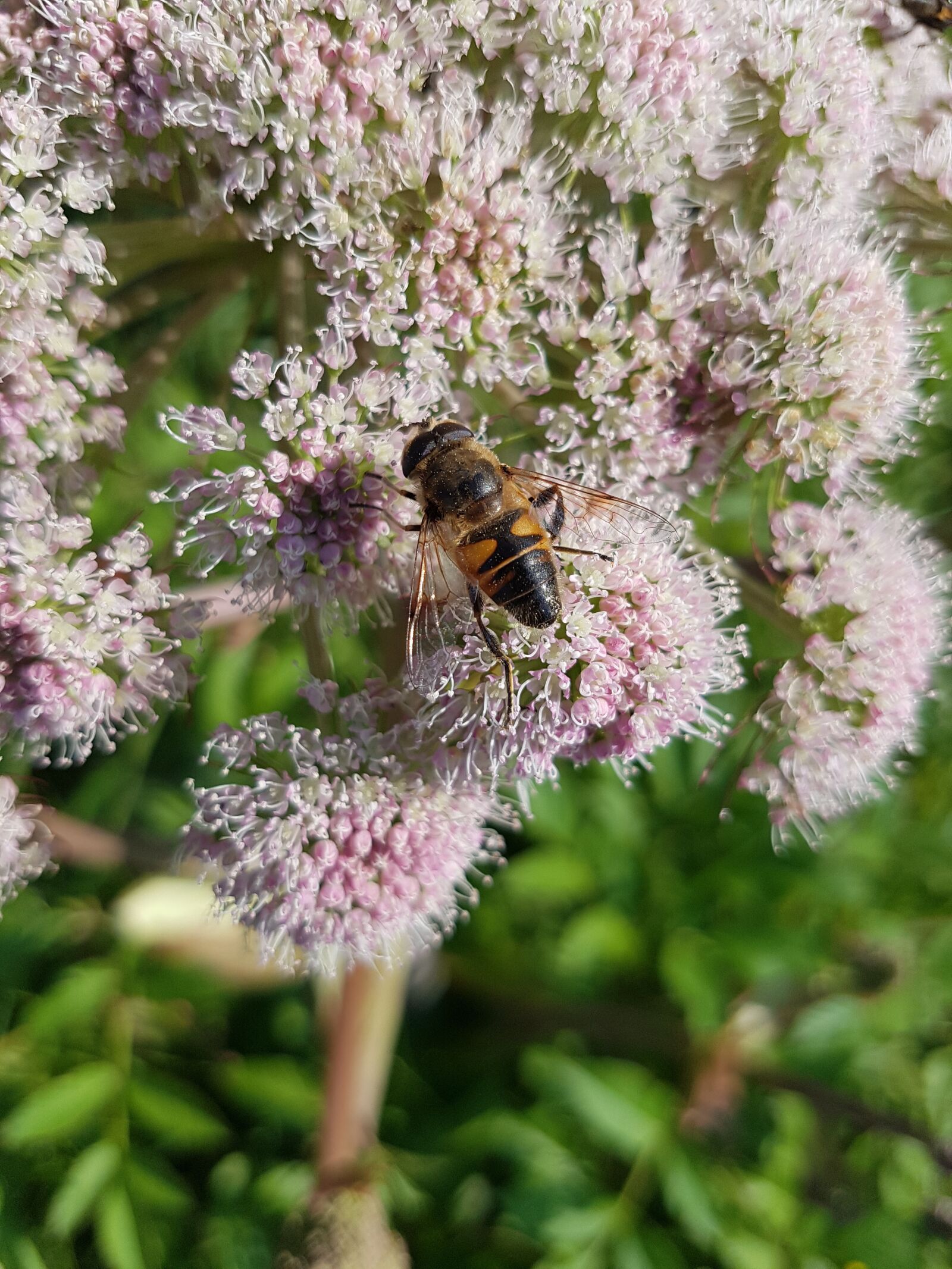 Samsung Galaxy S7 Edge sample photo. Hoverfly, mist bee, flight photography