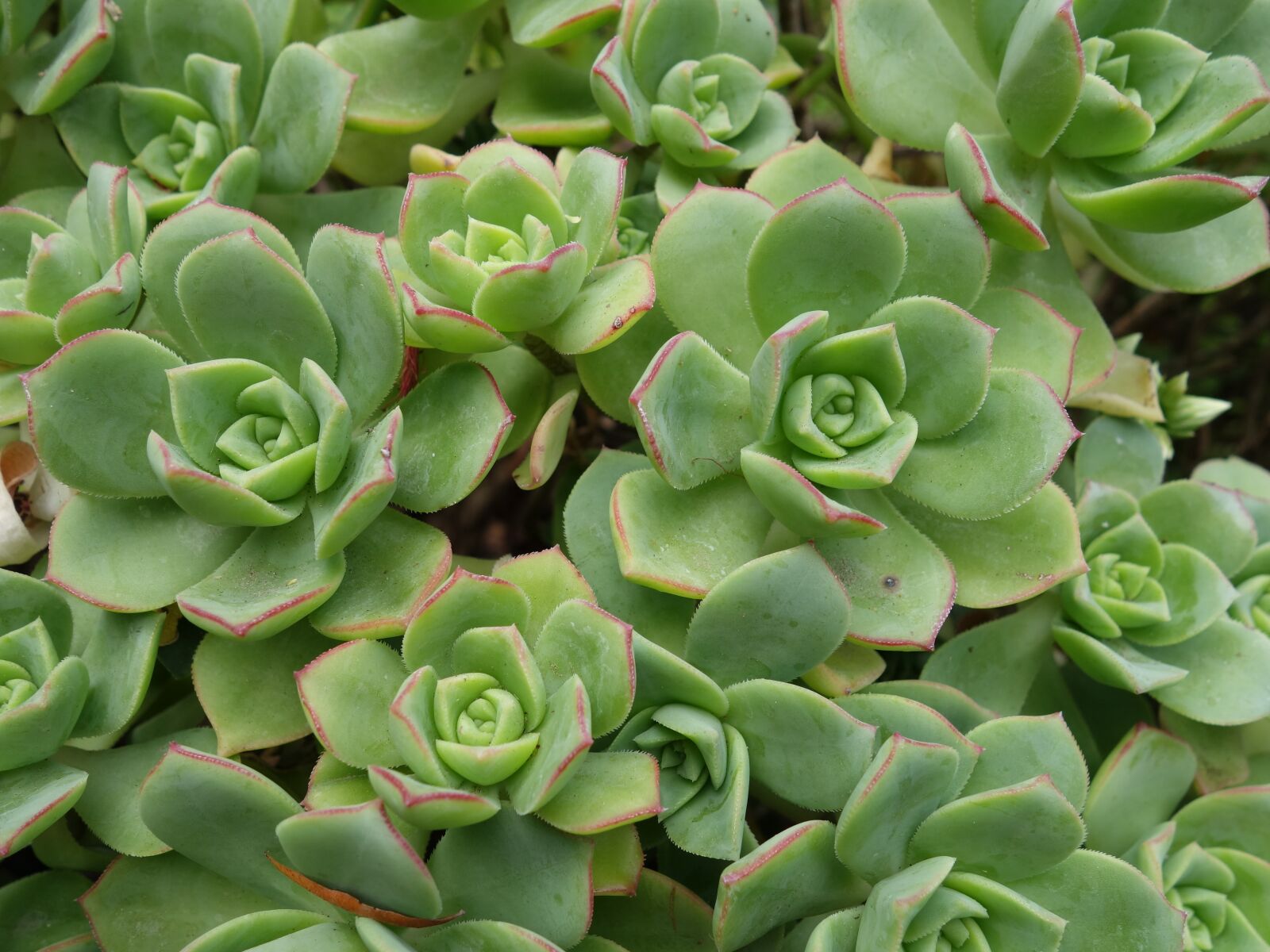 Sony Cyber-shot DSC-RX100 II sample photo. Succulent, garden, plant photography