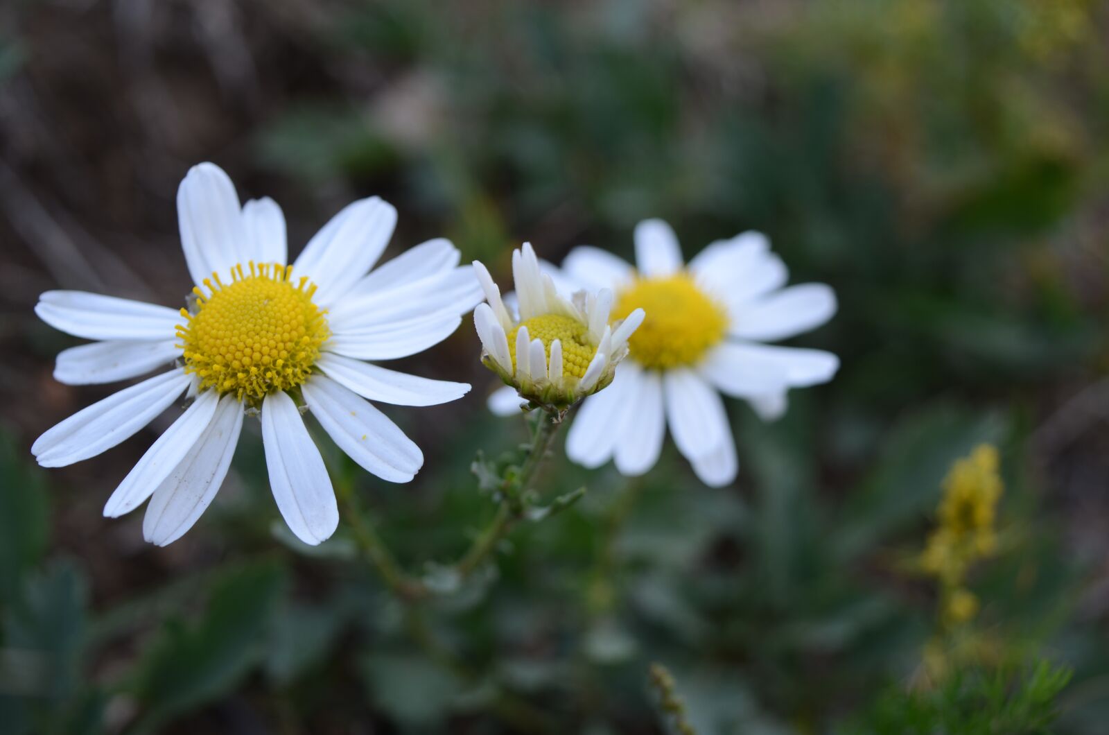 Nikon D7000 sample photo. Chrysanthemum, white, before and photography