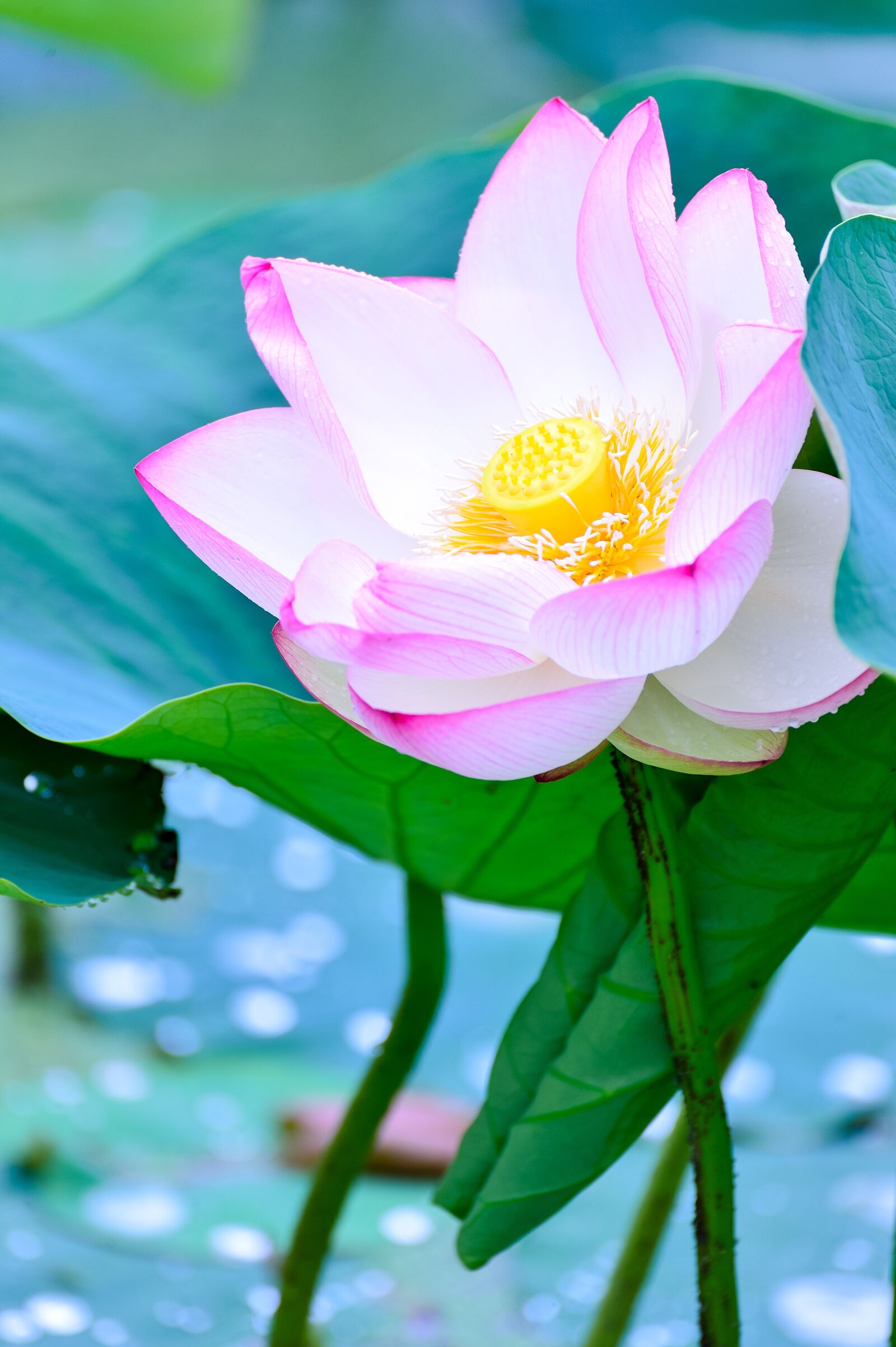 Nikon Df sample photo. Natural, plant, green photography