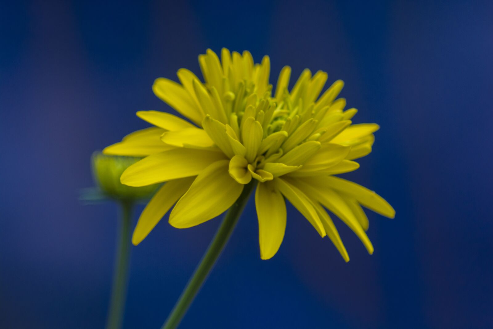 Nikon D7100 sample photo. Blue, yellow, colorful photography