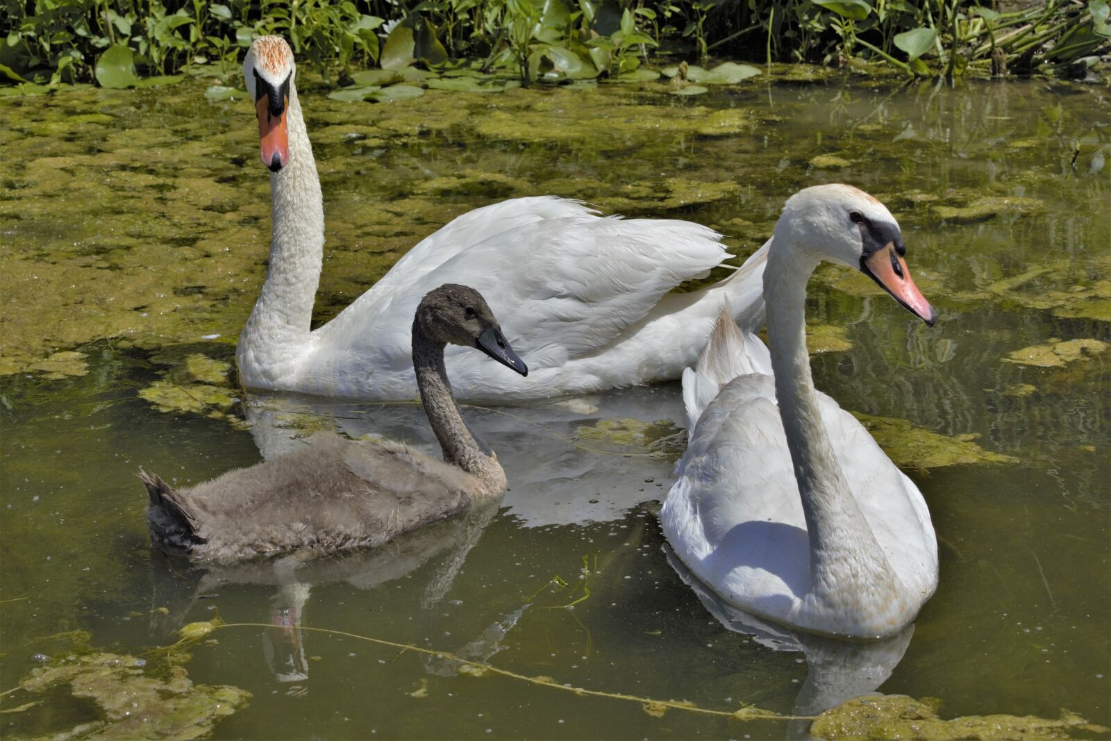 Nikon D7100 sample photo. Swans, swan family, female photography