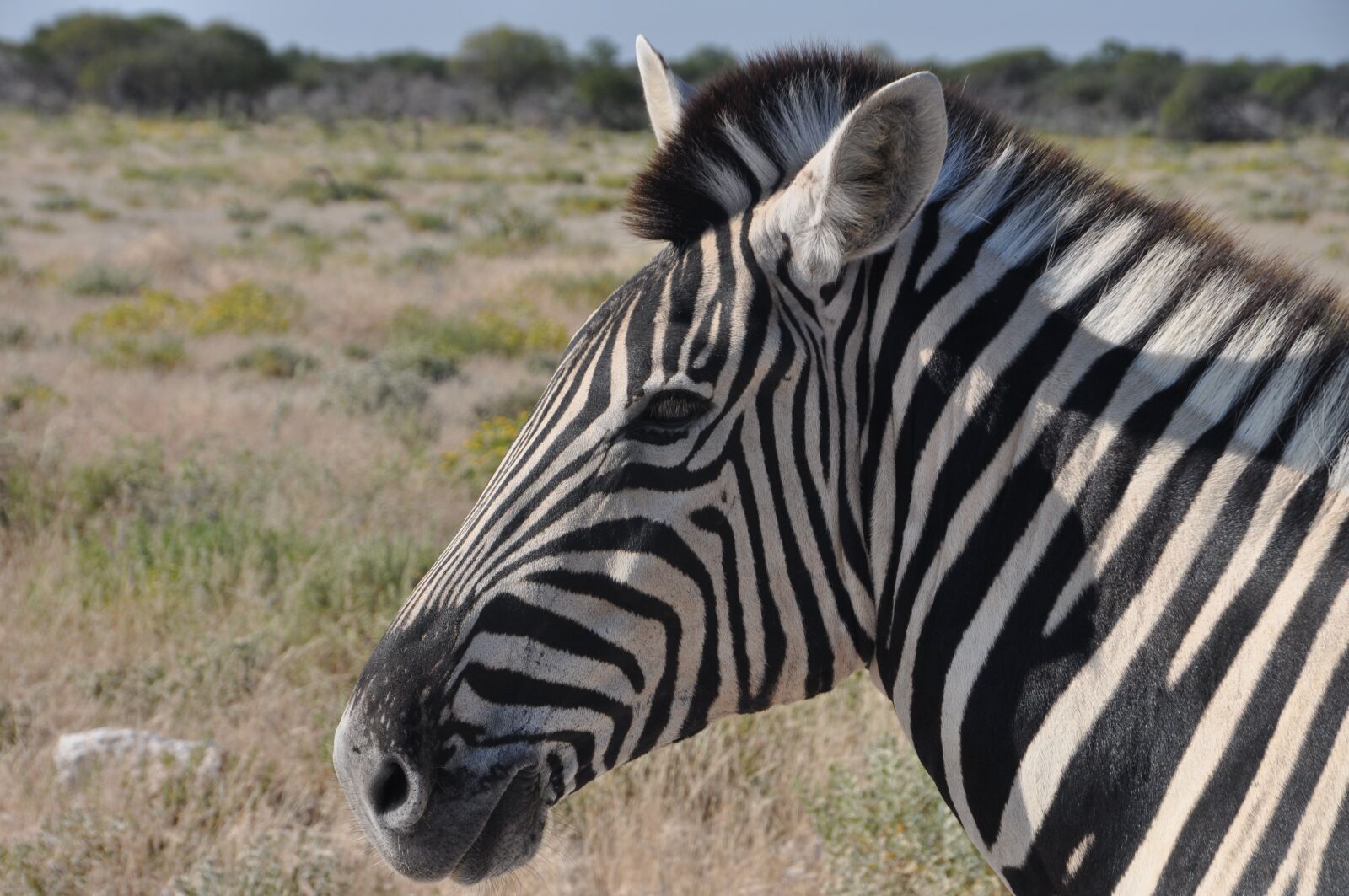 Nikon D5000 sample photo. Zebra, striped, head photography