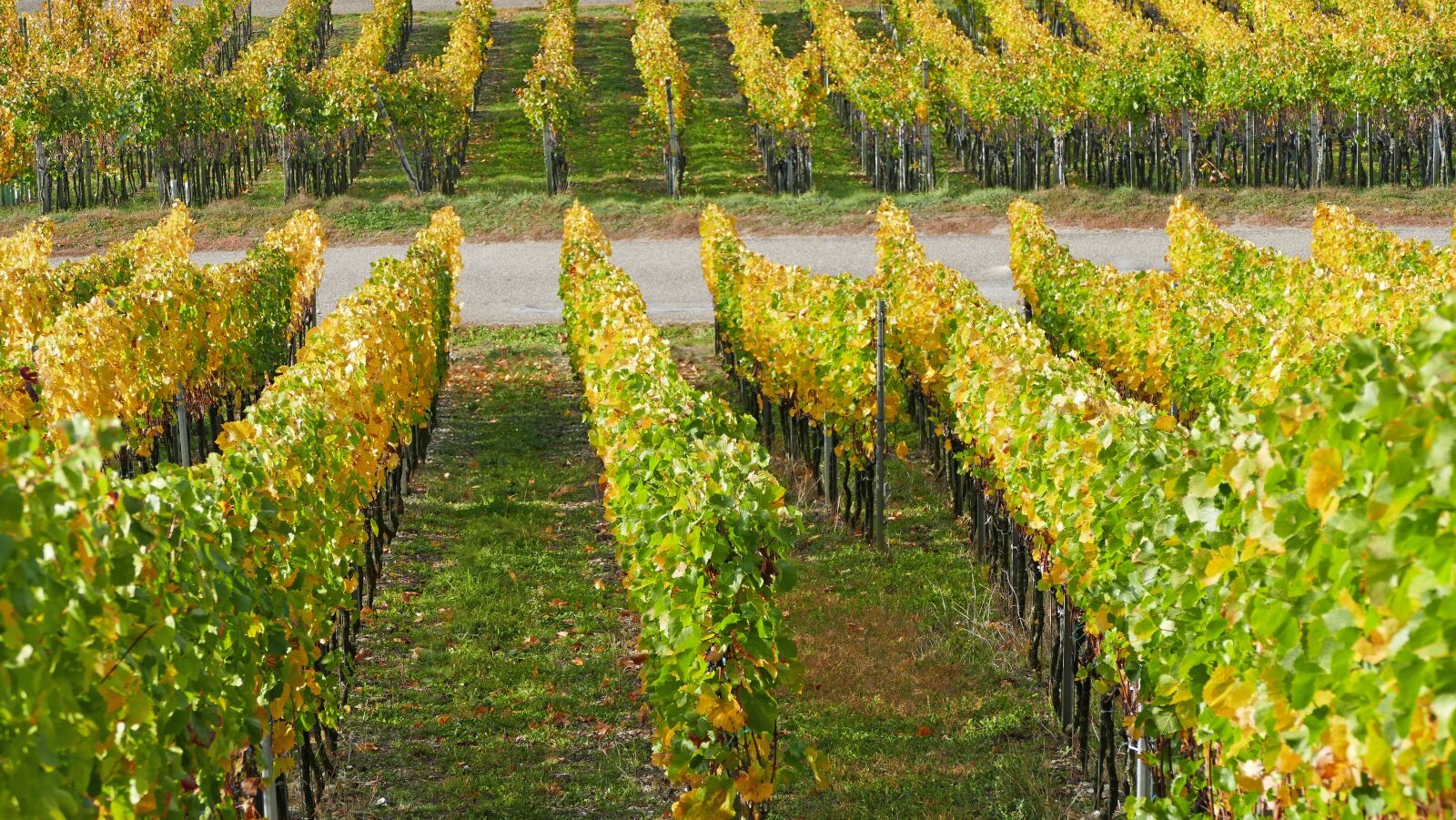 Panasonic Lumix DMC-FZ1000 sample photo. Landscape, nature, wine photography