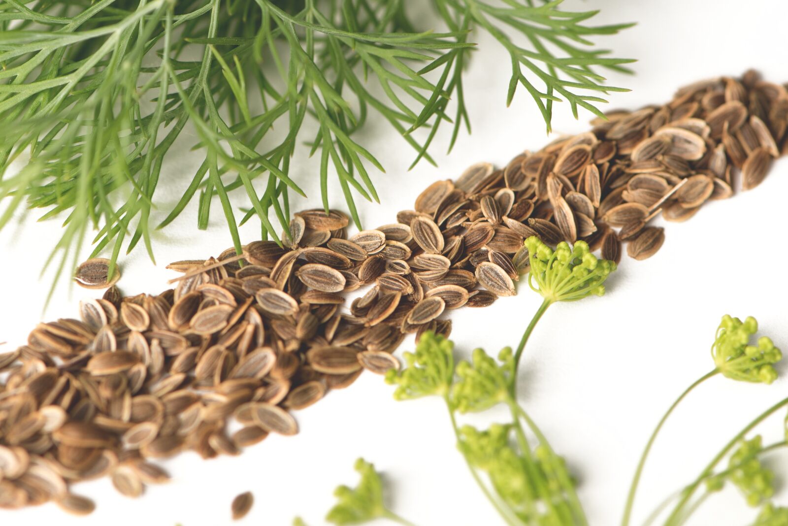 Nikon D750 sample photo. Dill, kapormag, dill flower photography