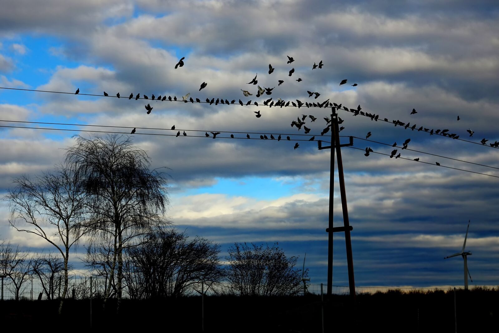 Sony Cyber-shot DSC-RX10 III sample photo. Birds, pigeons, flying photography