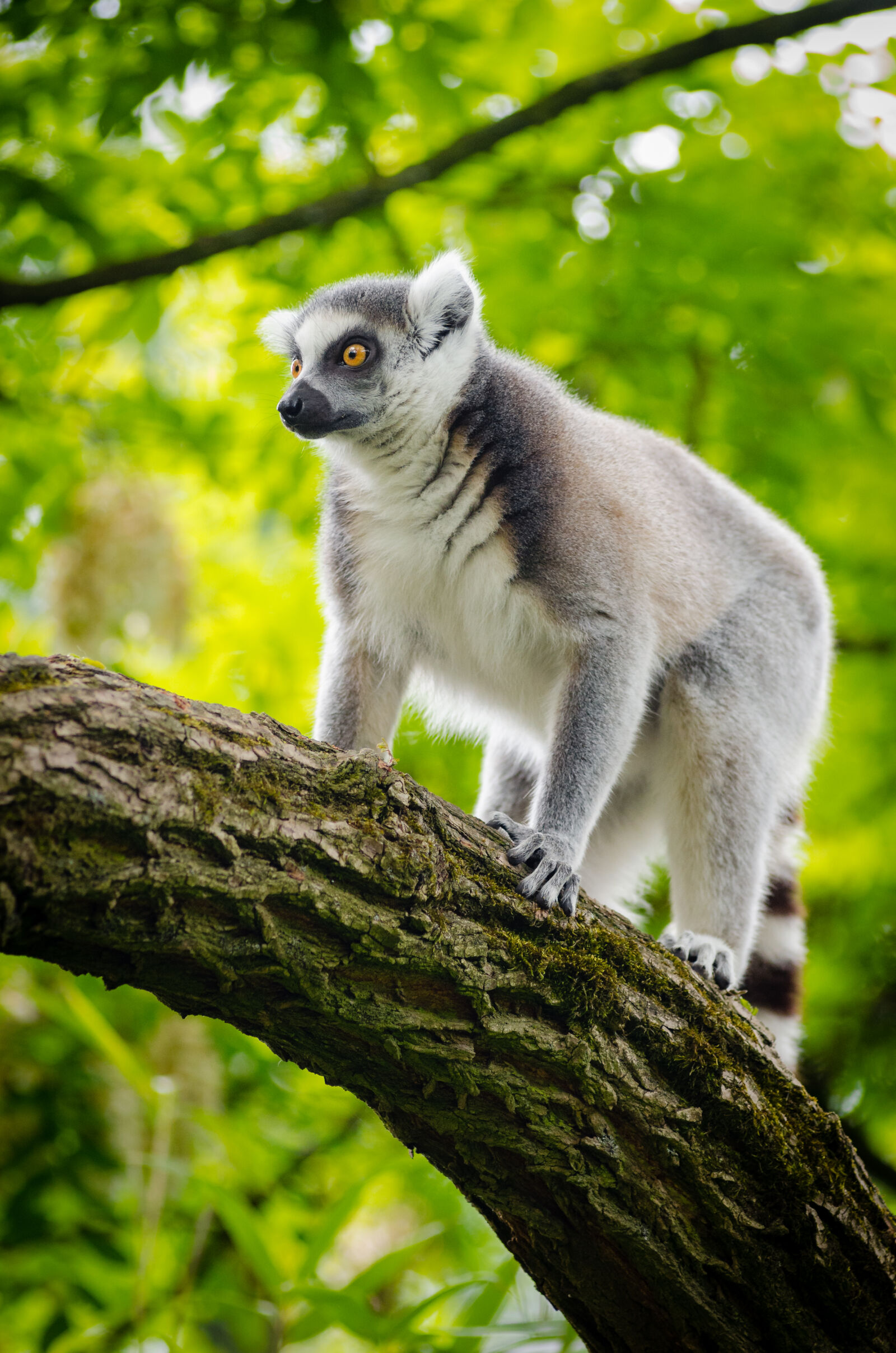 AF Zoom-Nikkor 80-200mm f/2.8 ED sample photo. White, and, gray, lemur photography