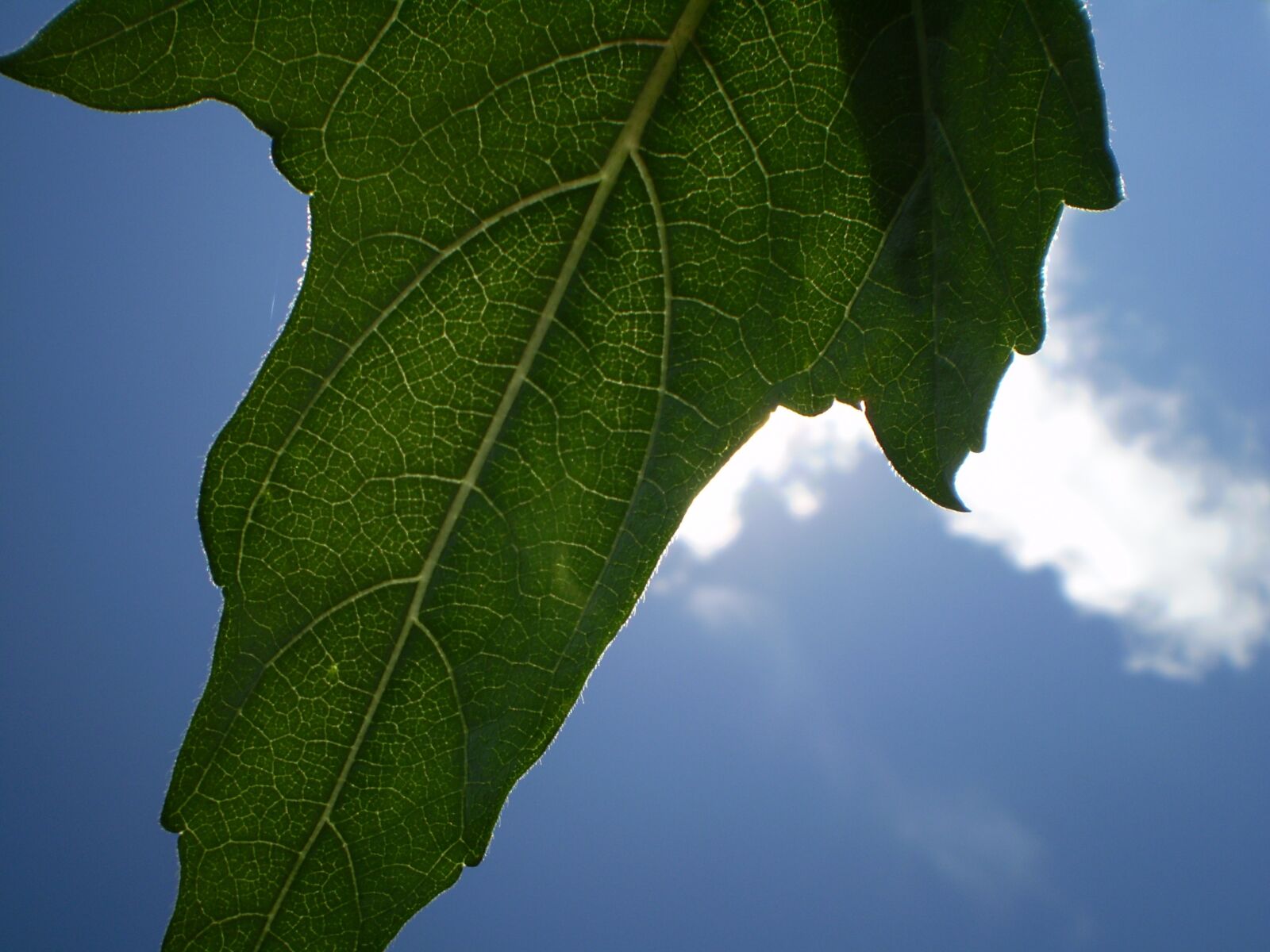 Olympus FE210,X775 sample photo. Leaf, sky, cloud photography