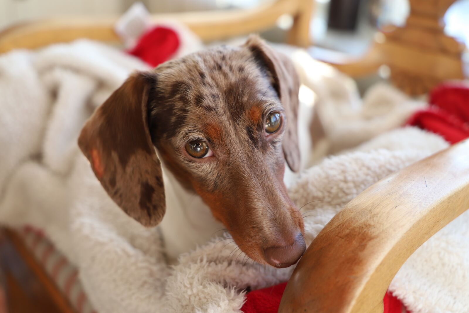 Canon EOS 6D Mark II sample photo. Cute, dog, domestic photography