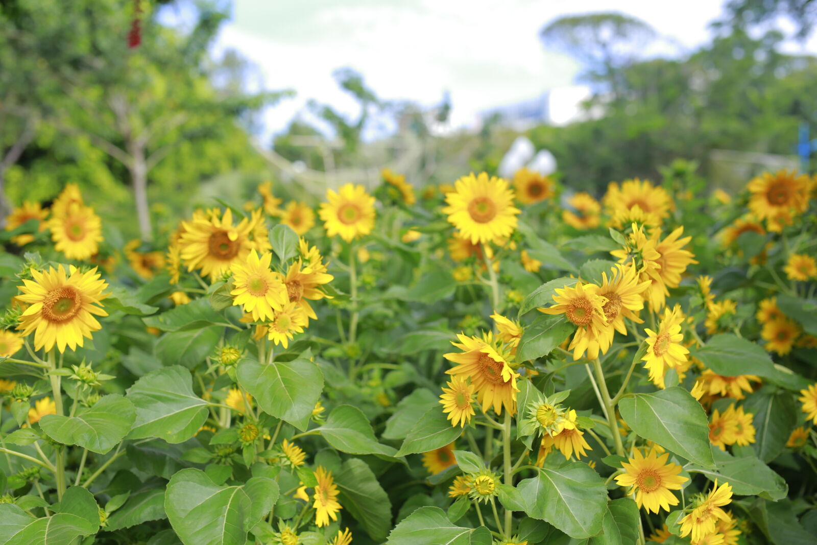 Canon EOS 6D sample photo. Sunflower, field photography