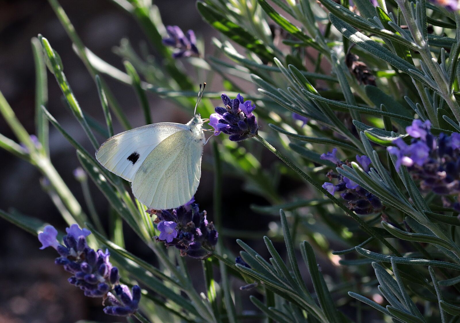 Canon EOS 80D sample photo. Butterfly, garden, nature photography