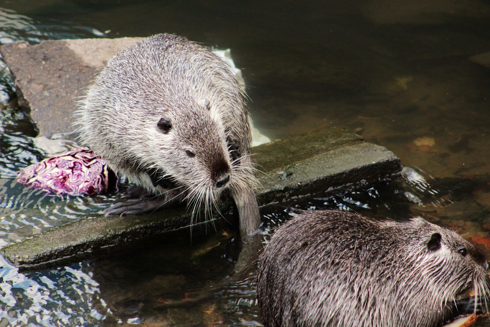 Canon EF75-300mm f/4-5.6 sample photo. Nutria, nutrie, rodent photography