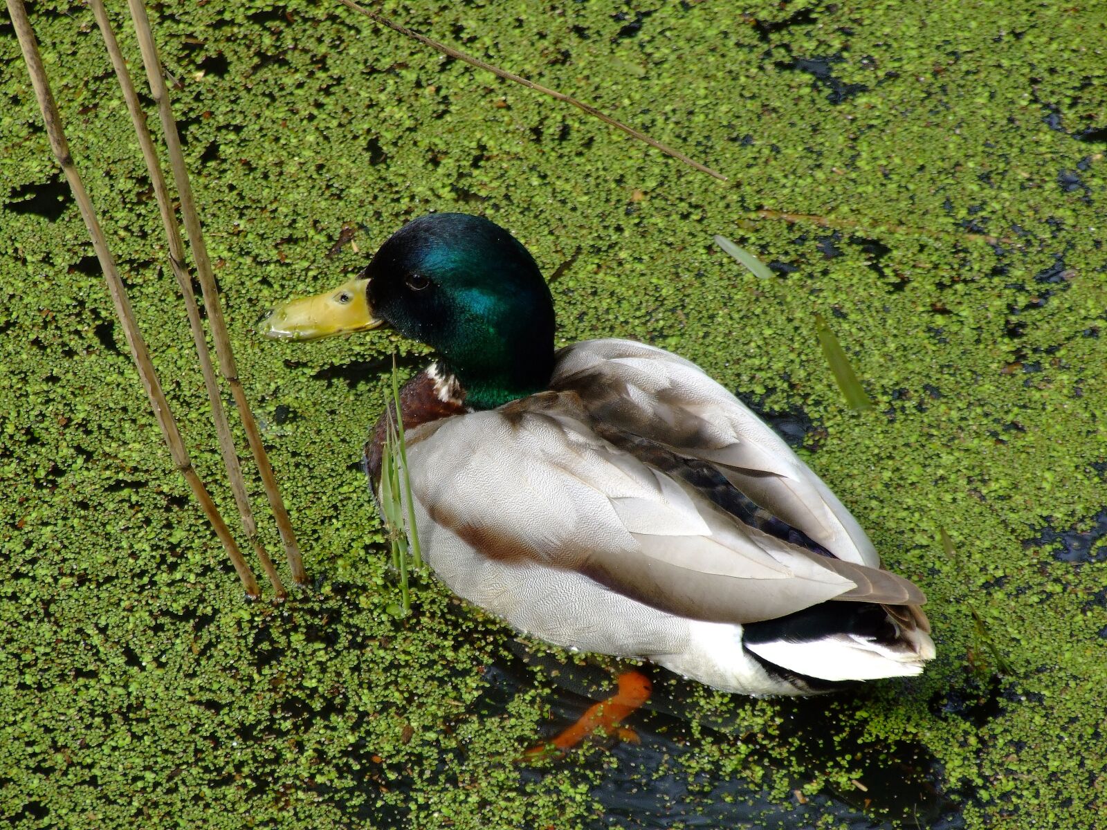 Fujifilm FinePix S9500 sample photo. Nature, duck, waterfowl photography