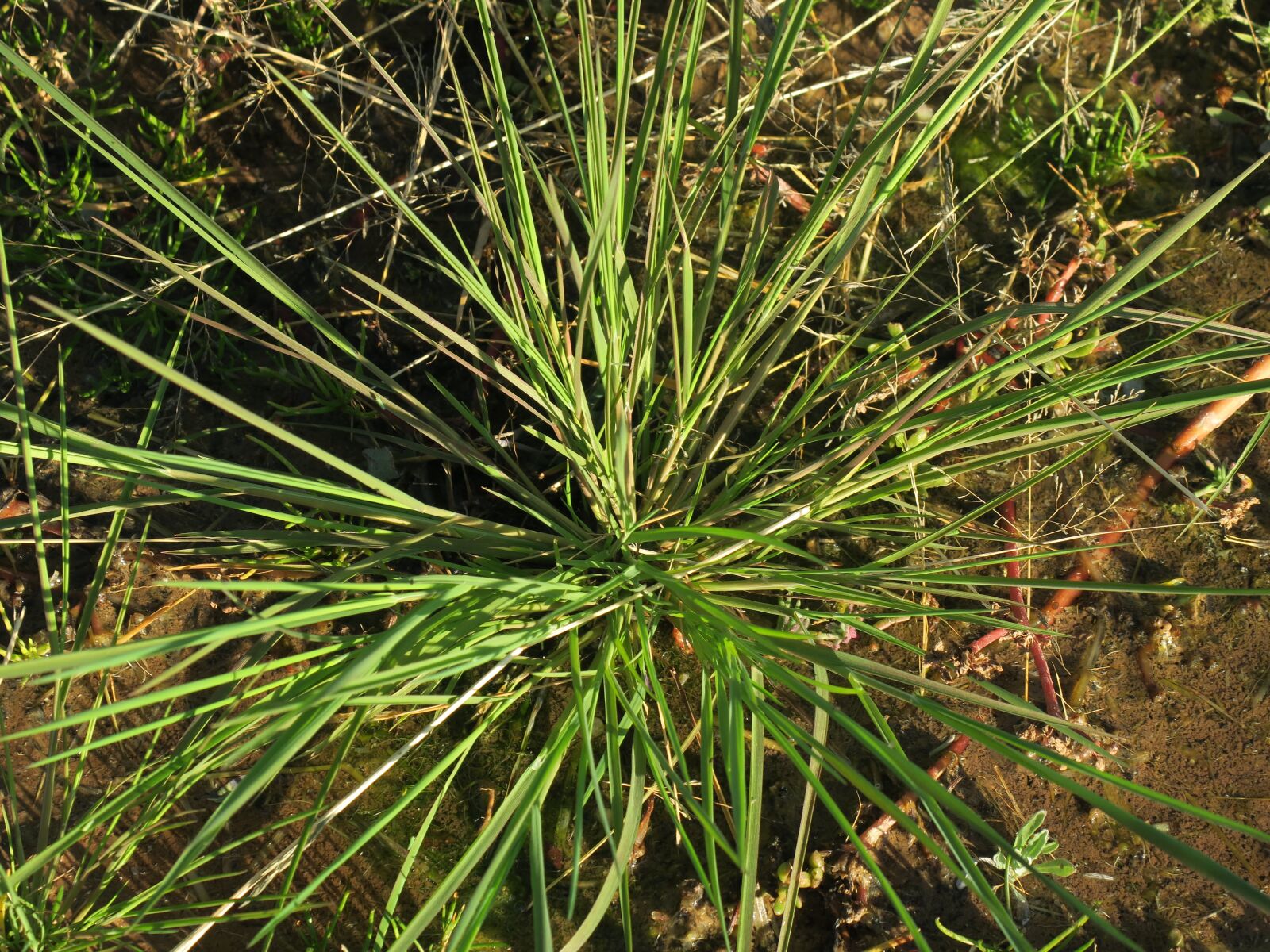 Canon PowerShot G3 X sample photo. Native grass, nsw, australia photography