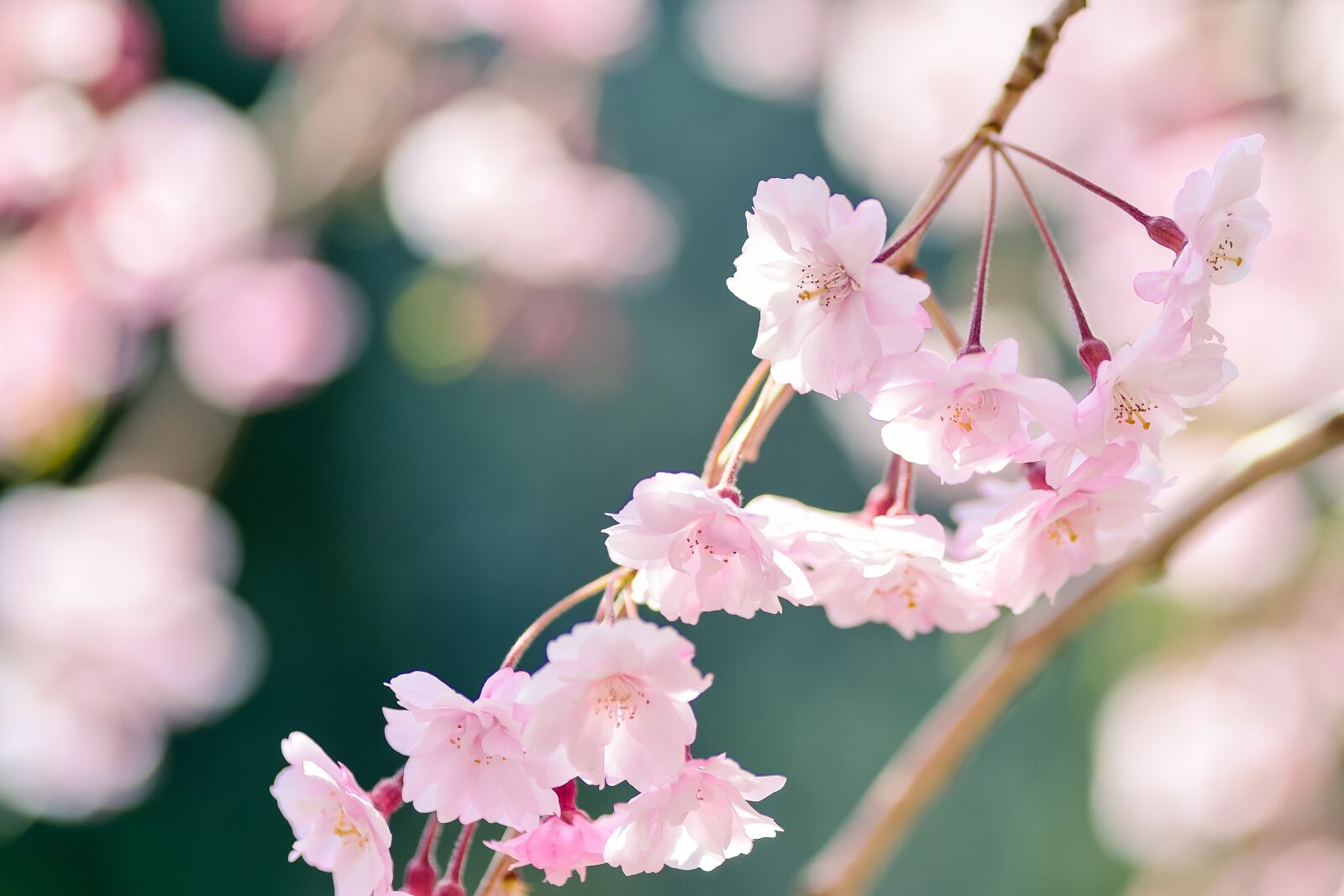 Nikon Df sample photo. Flowers, natural, plant photography