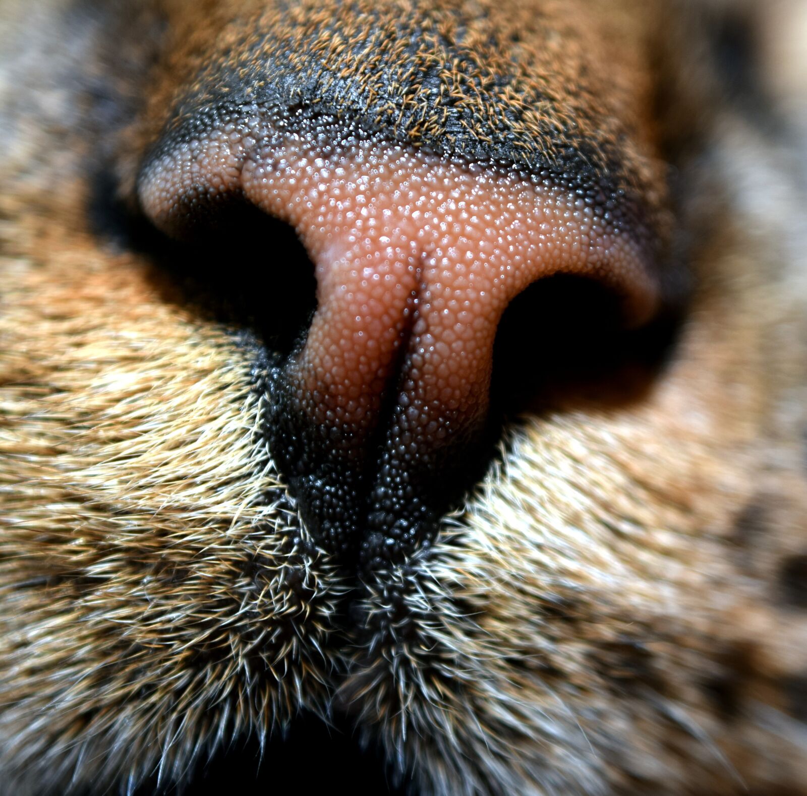 Nikon D5300 sample photo. Cat, nose, animal photography
