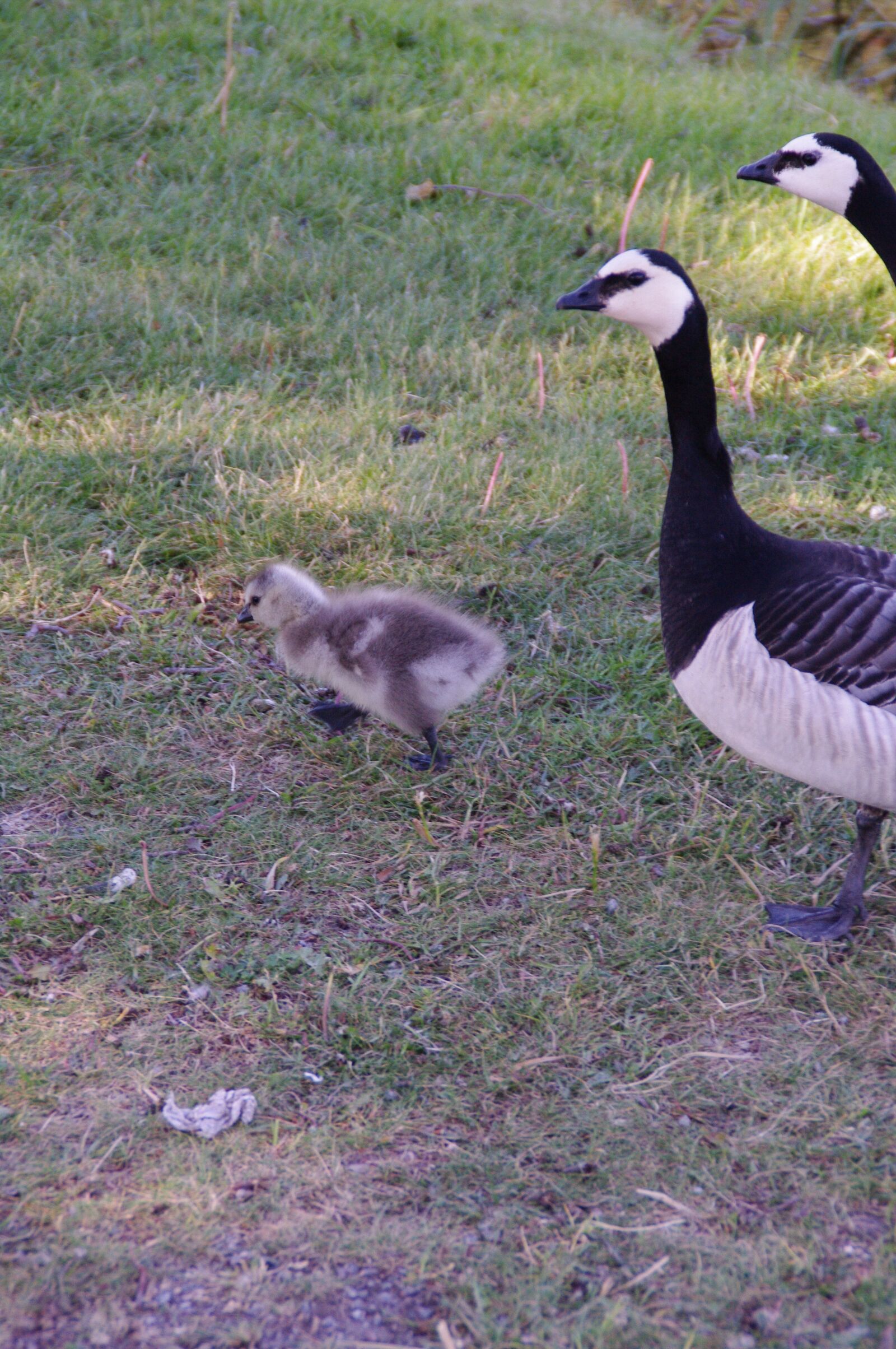 Pentax K-7 sample photo. Canada geese, geese, goose photography