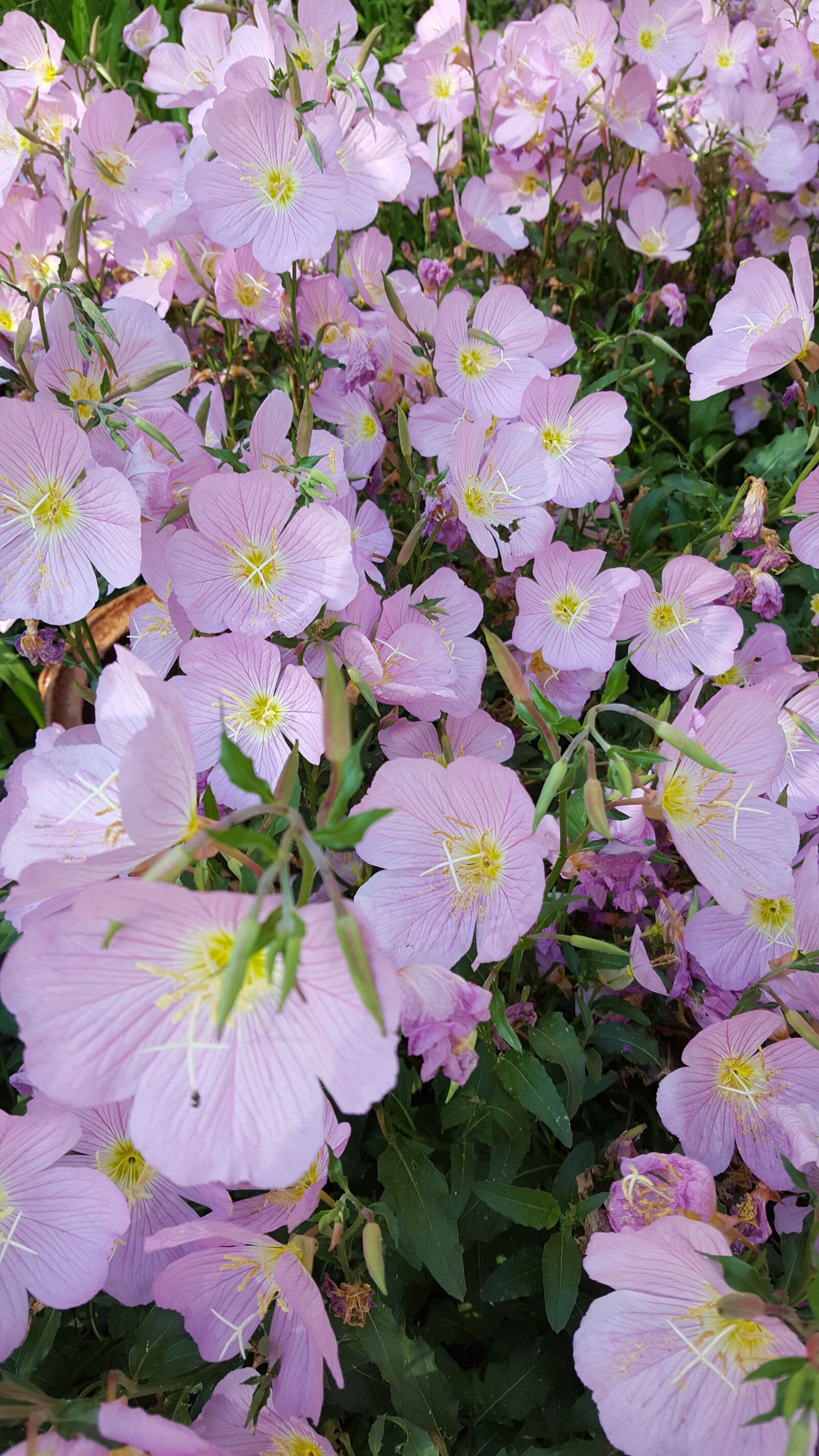 Samsung Galaxy S6 sample photo. Flowers, spring photography