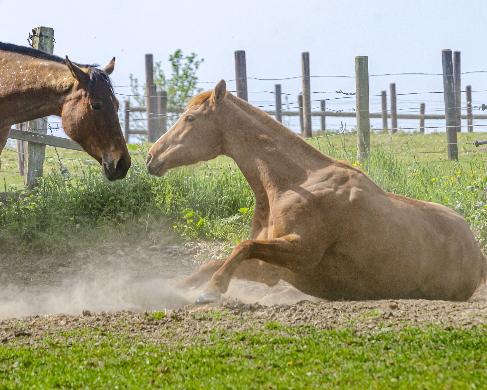 Nikon D7000 sample photo. Horse, horses, field photography