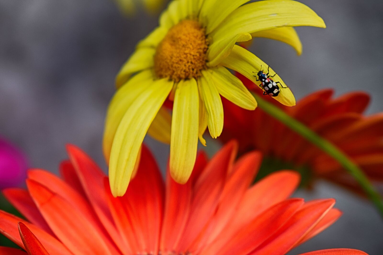 Nikon D5300 sample photo. Biodiversity, flowers, san antonio photography