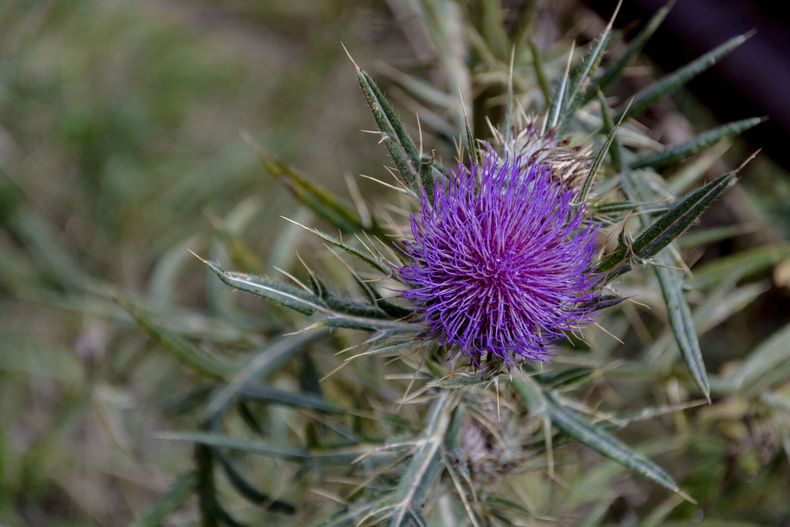 Nikon D7100 sample photo. Thistle, nature, prickle photography