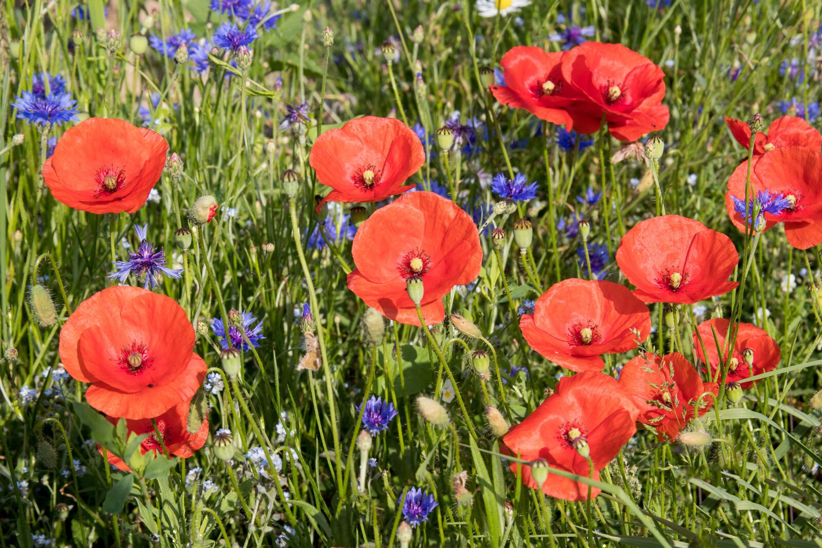 Canon EOS 80D sample photo. Poppy, poppy flower, klatschmohn photography
