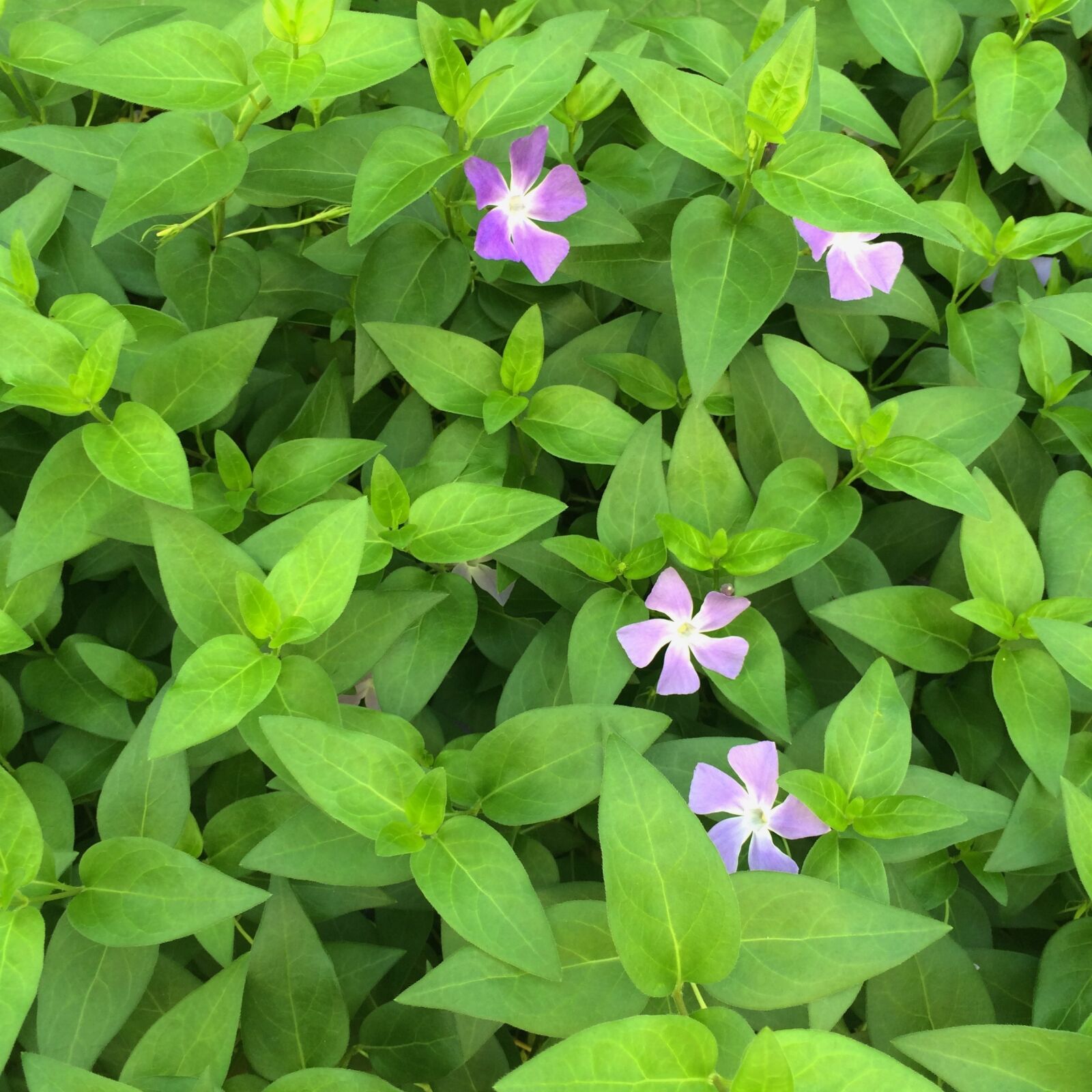 iPhone 5s back camera 4.15mm f/2.2 sample photo. Vine date date grass photography