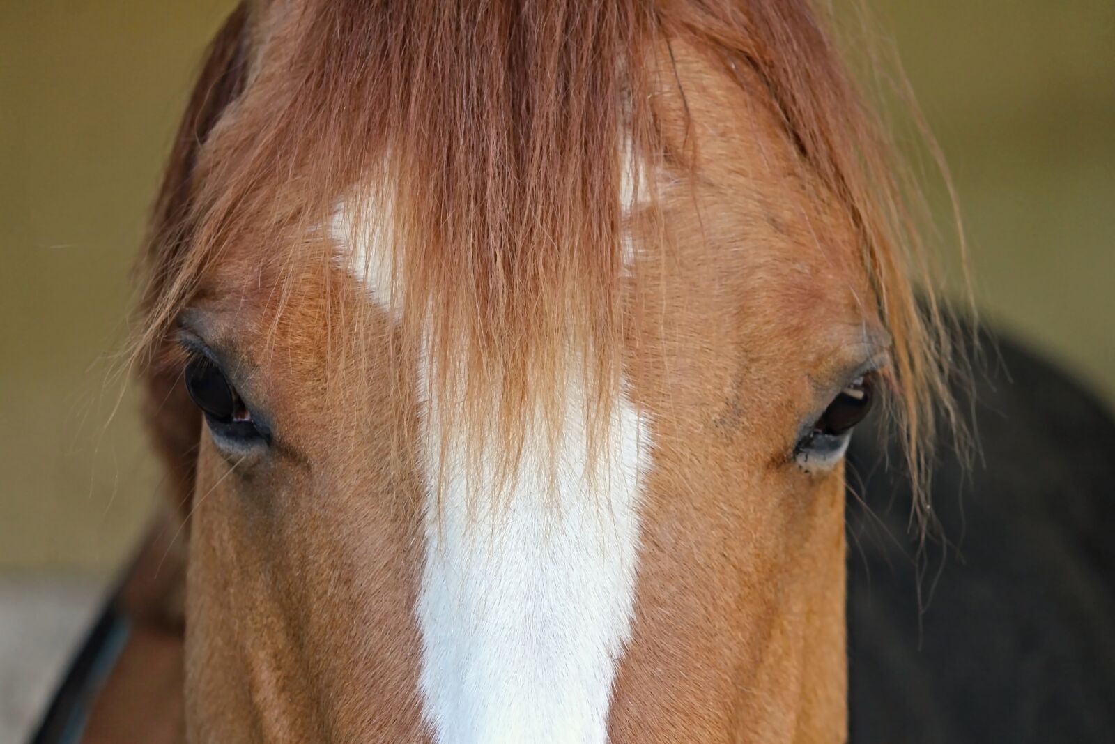 Canon EOS 1100D (EOS Rebel T3 / EOS Kiss X50) sample photo. Horse, head, mane photography