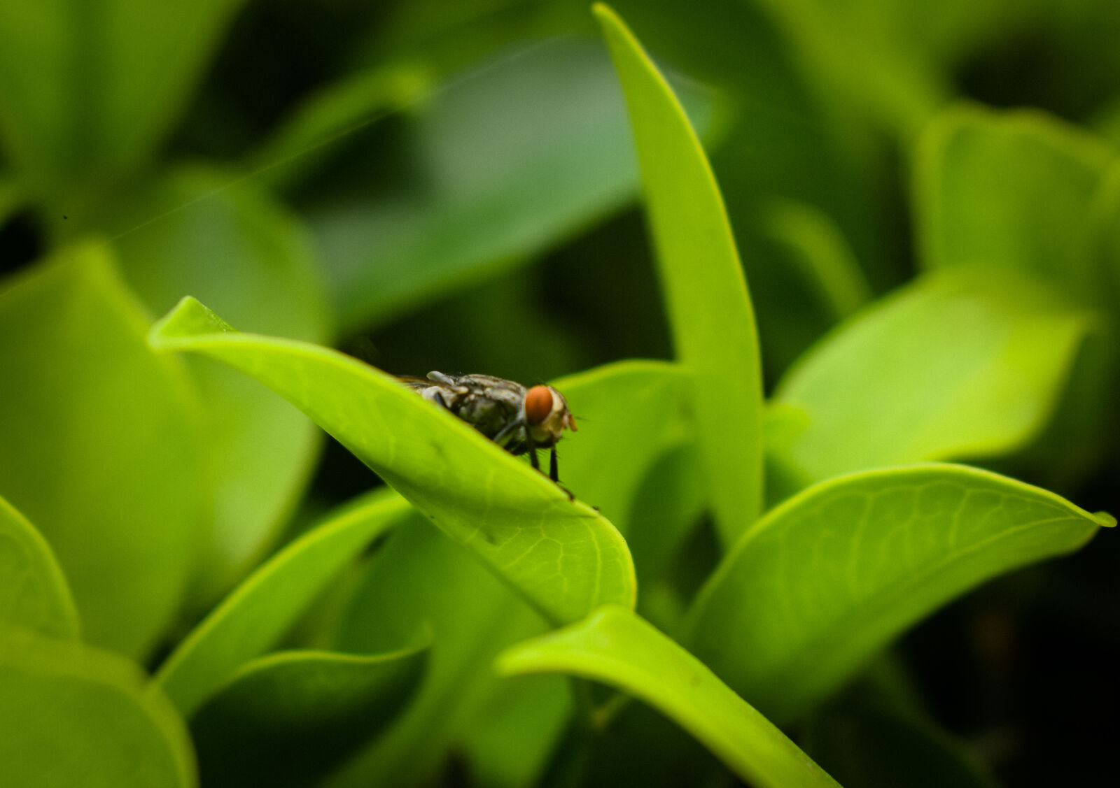Nikon D5300 + Nikon AF-S DX Nikkor 18-55mm F3.5-5.6G II sample photo. Beauty, bee, capture, insect photography