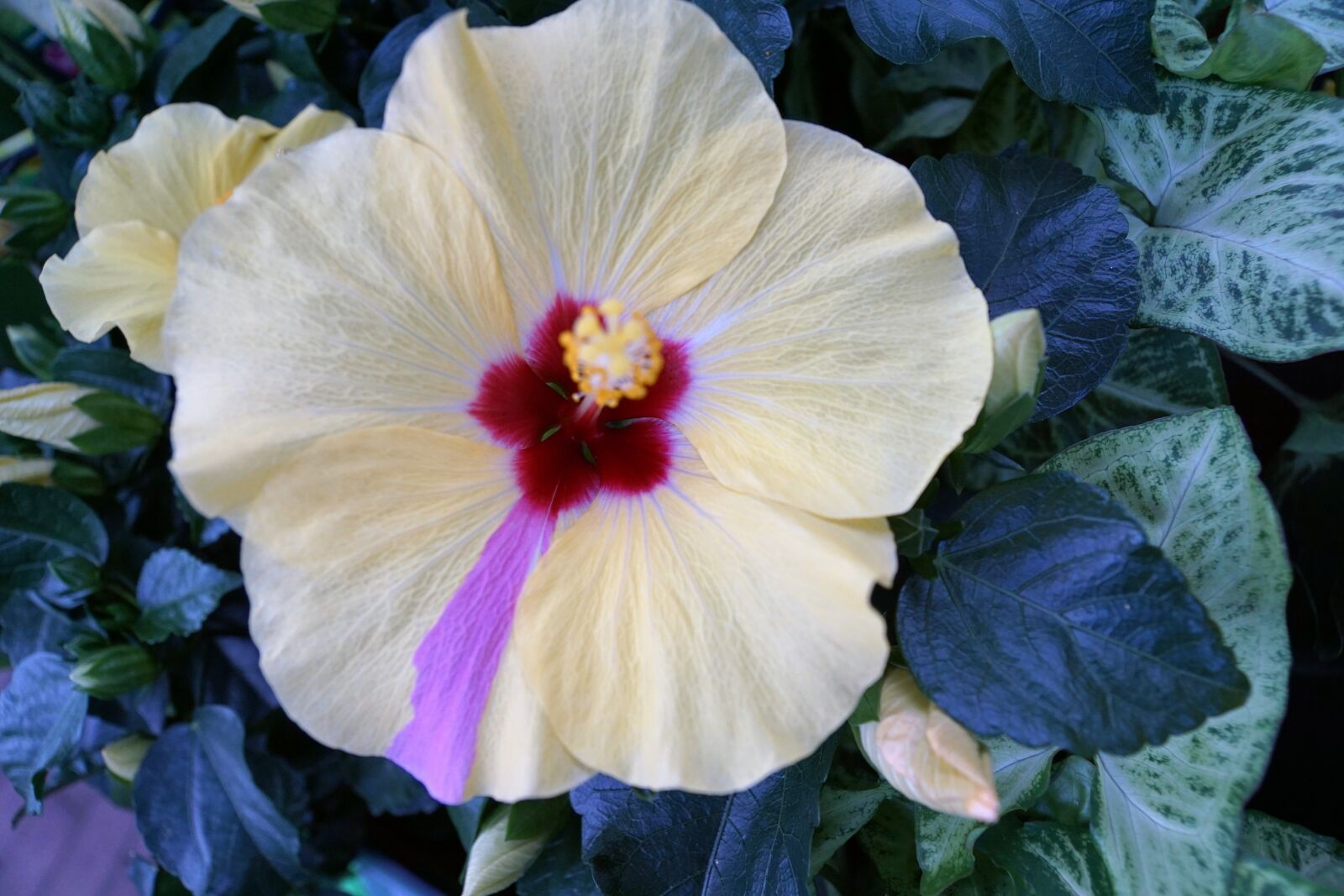 Sony ILCA-77M2 + Sony DT 16-50mm F2.8 SSM sample photo. Hibiscus, flower, hawaii photography