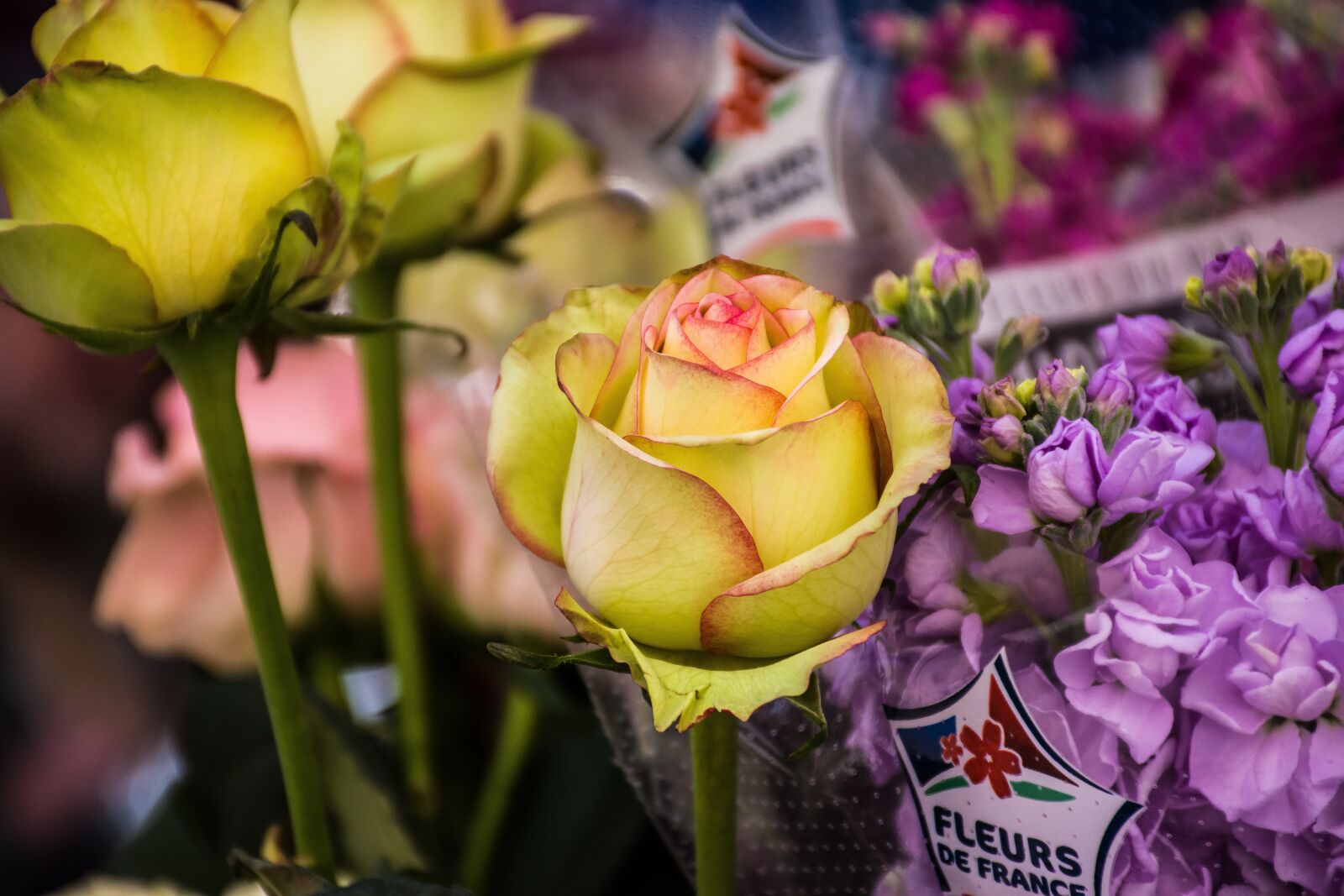 Nikon D5600 sample photo. Flowers, flora, floral photography